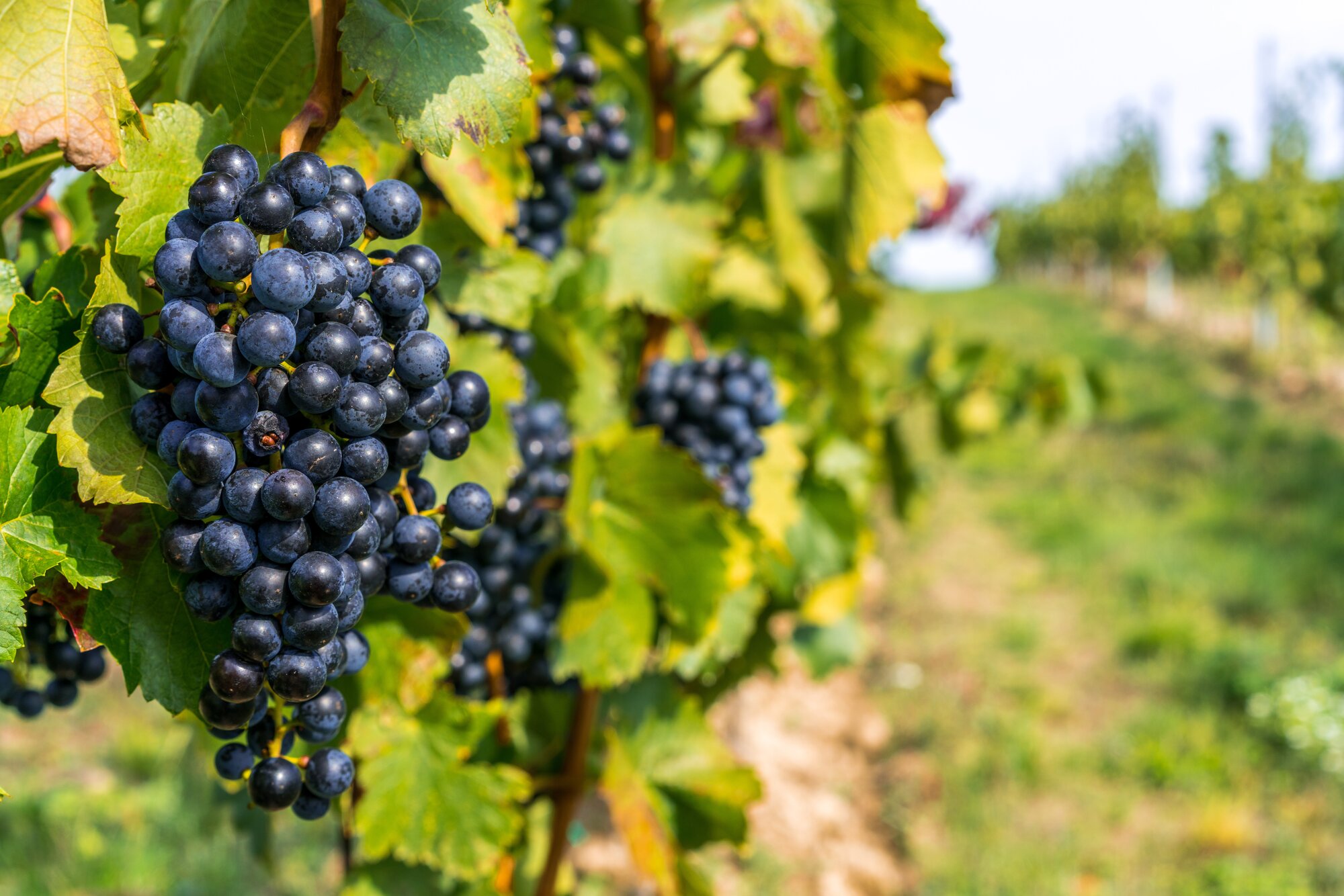 Wine exports are not exempt from the proposed tariffs. Photo / 123rf