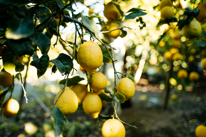 Citrus fruit last much longer when stored in the fridge. Photo/ Getty Images