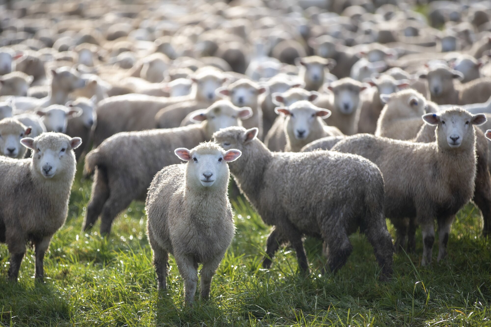 Farmers have voted in favour of Dawn Meats taking a 65% stake in Alliance Group. 