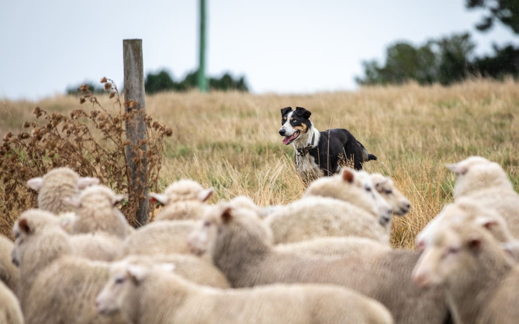 Farmers are cutting costs where possible, but some costs - like rates - cannot be trimmed, says Wairarapa sheep farmer Roger Barton. Photo / RNZ