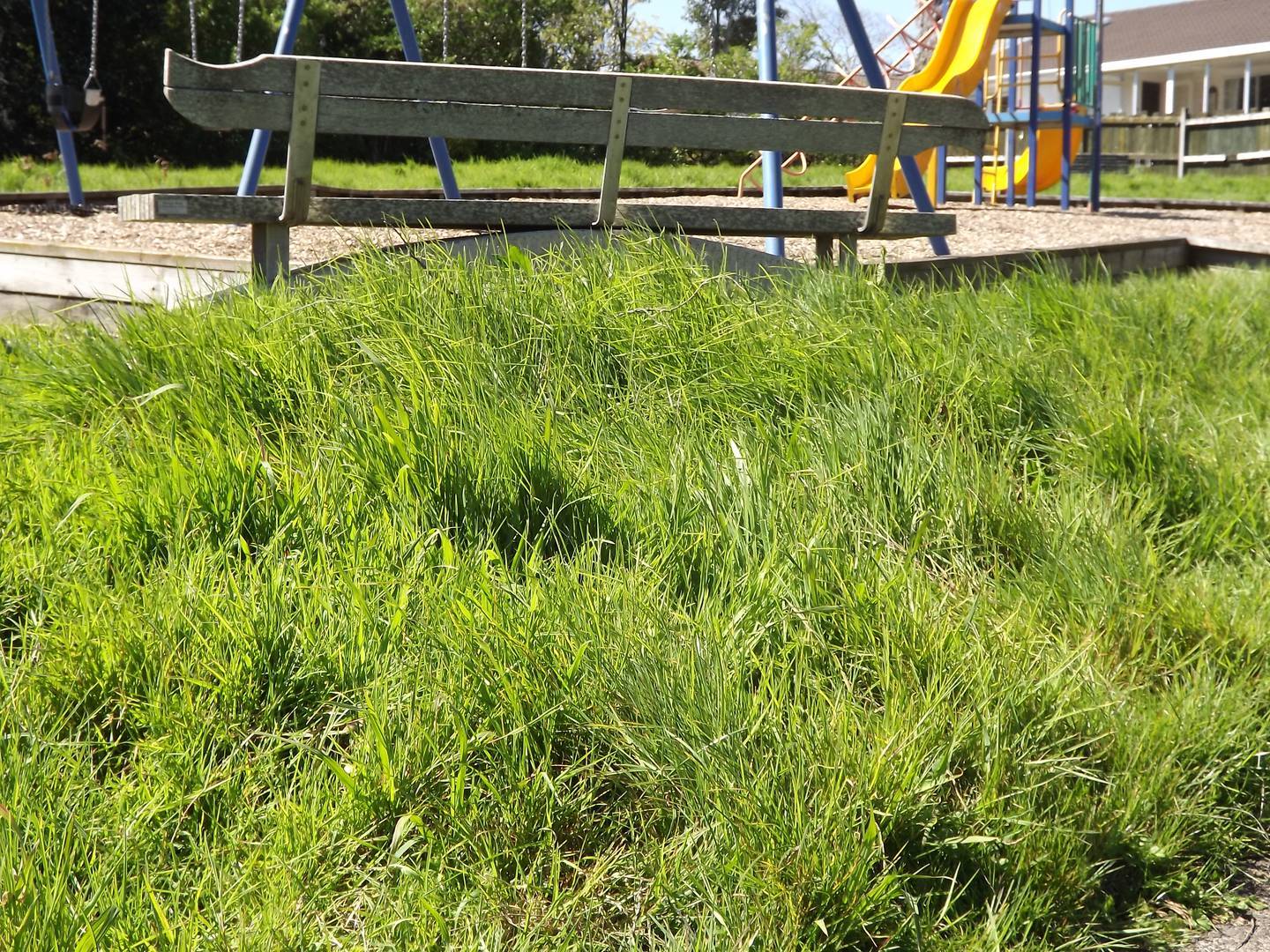 In 2017 Ventia made a public apology after a string of complaints about long grass not being cut at parks like this one in Pakuranga. Photo / File