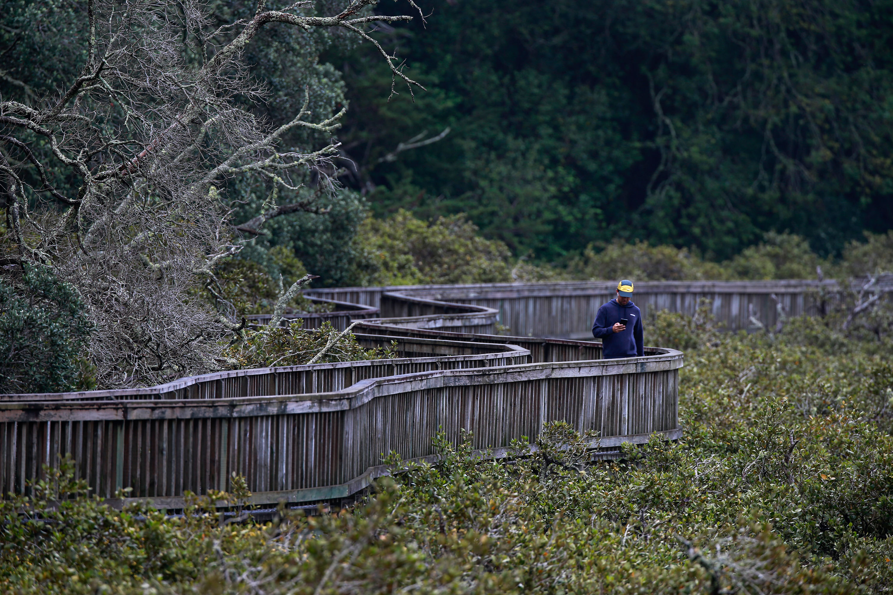 A boardwalk section of the Hobson Bay loop, suspended above the mangroves. Photo / Alex Burton