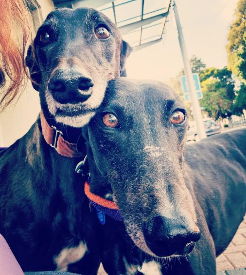 Dawn Glover's pet greyhounds Angelina and Henry.