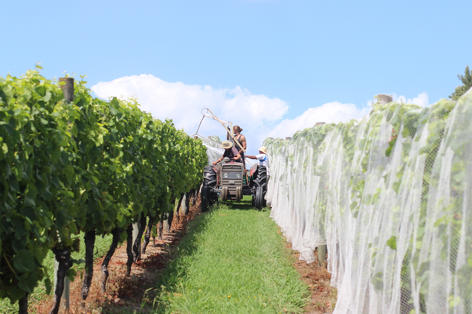 Soljans Estate vines. Photo / Supplied