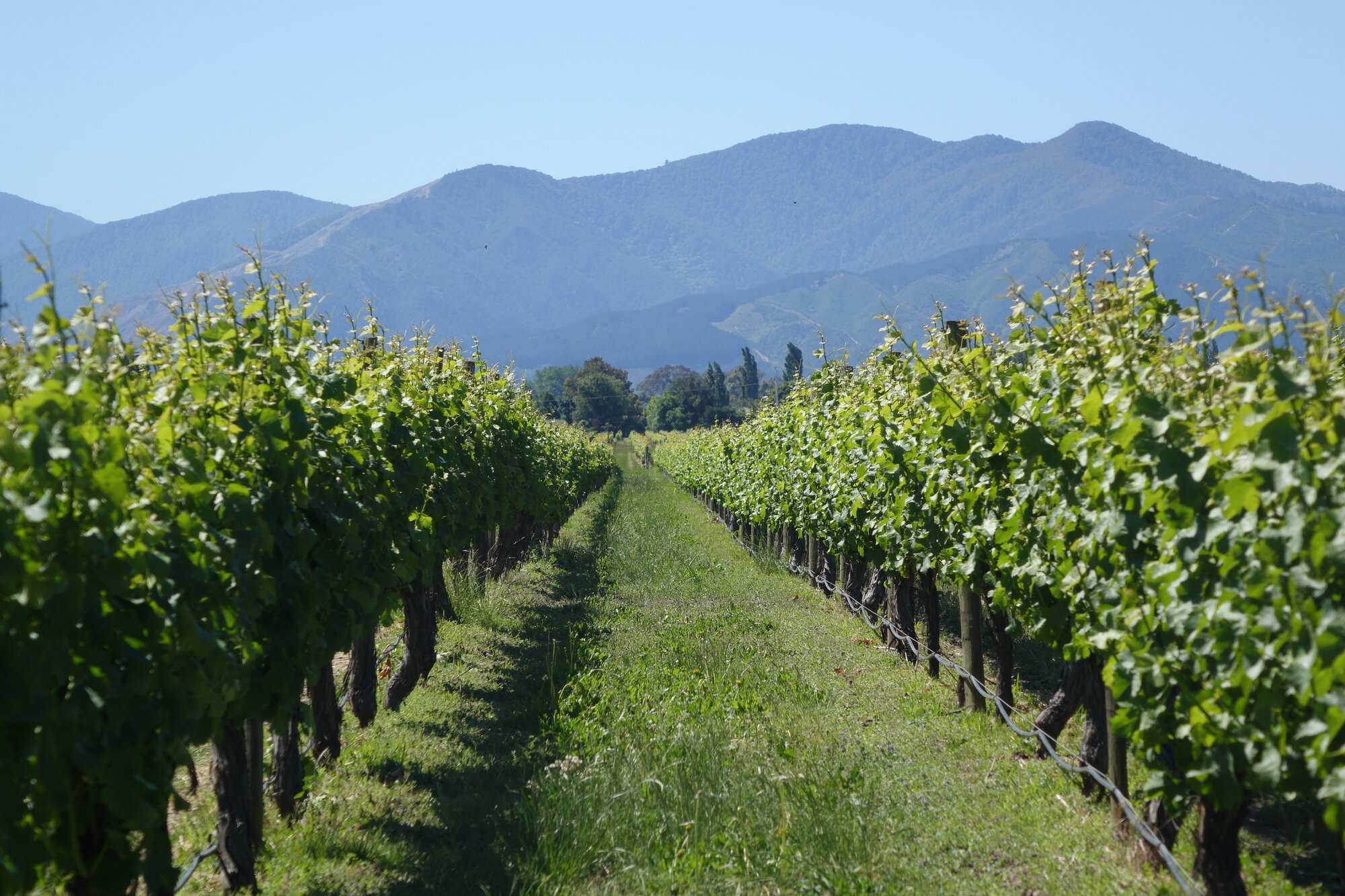 Early growth of grapes in a Marlborough vineyard. Photo / NZME 