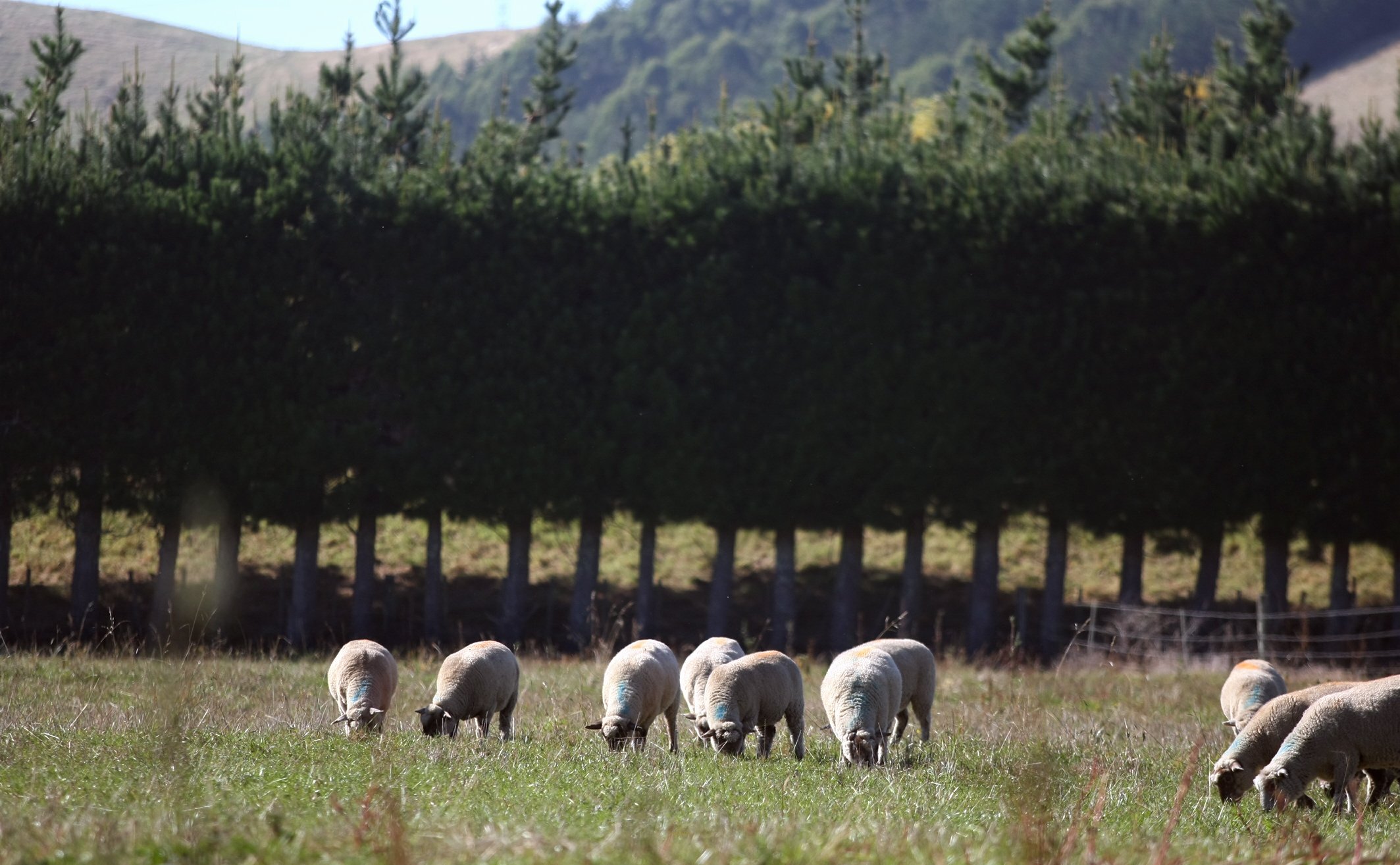 Four research programmes have found a likely increase in pine plantations on land currently used for sheep and beef farming. Photo / Duncan Brown
