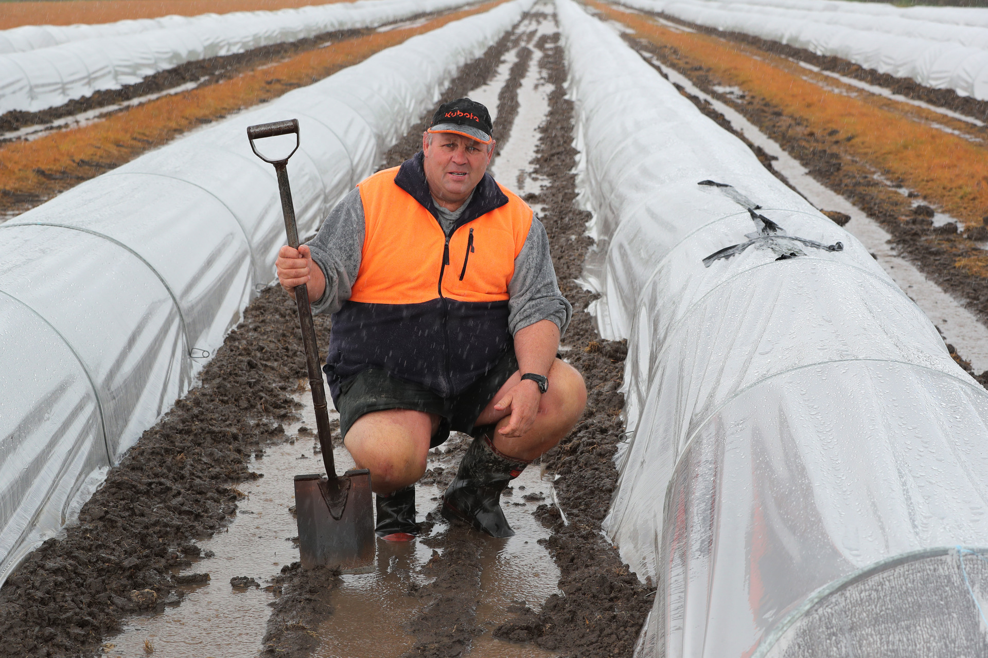 Already three weeks behind schedule, Dargaville's Doug Nilsson is risking establishing these kumara beds in less-than-ideal conditions to get the growing season under way. Photo / John Stone