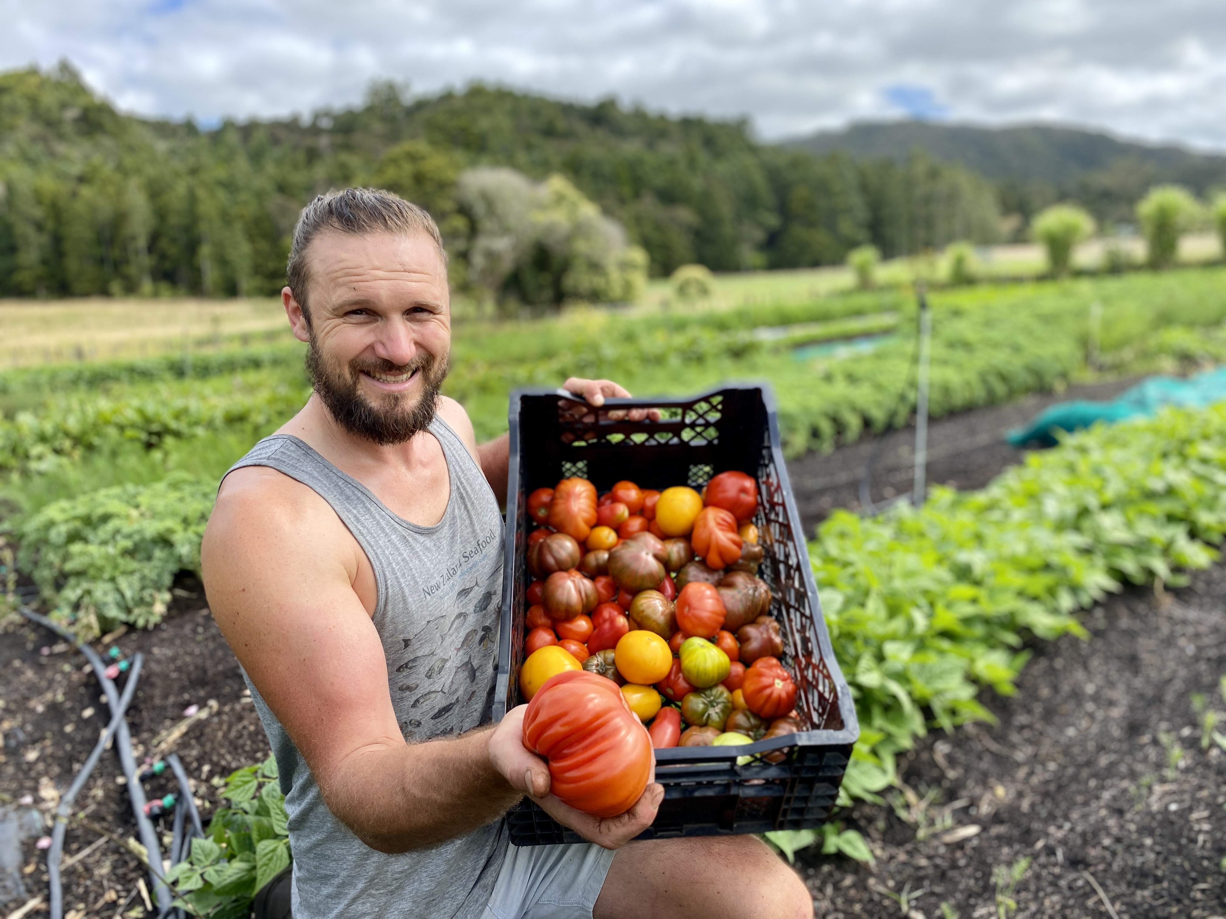 Gus Ross, of Left Fields, says heirloom tomatoes are growing well in Waipu. Photo / Denise Piper