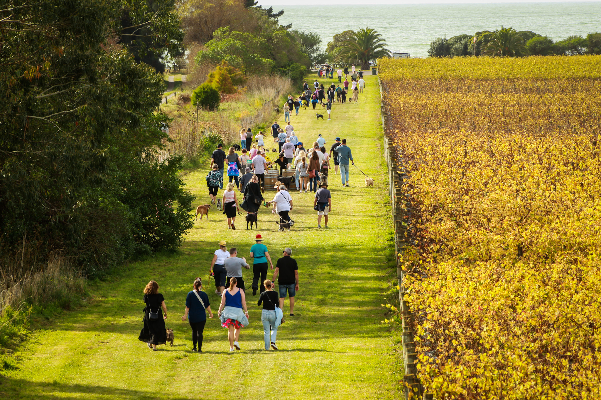 It appeared about 400 people and their pooches attended the Wine Dogs event to raise funds for Hawke's Bay Winegrowers. Photo / Paul Taylor