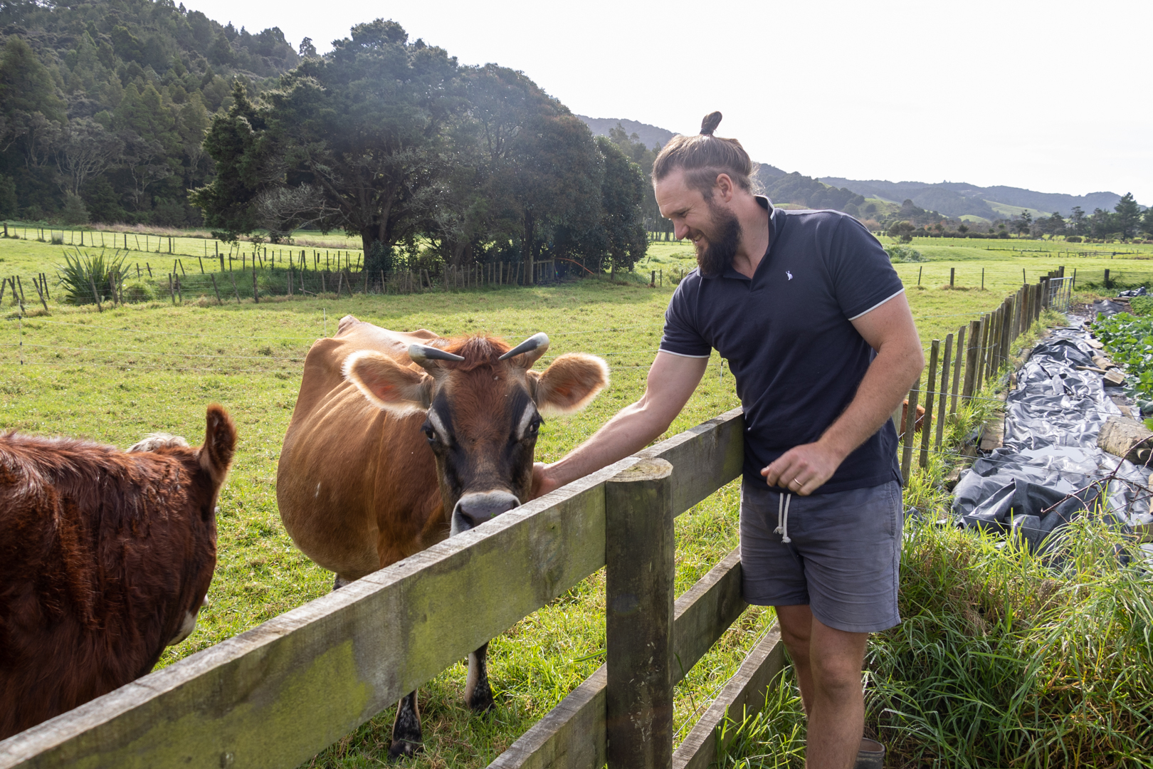 Gus Ross with the milking cow and breeding cow, another of their self-sustainability measures. Photo / Donna Russell