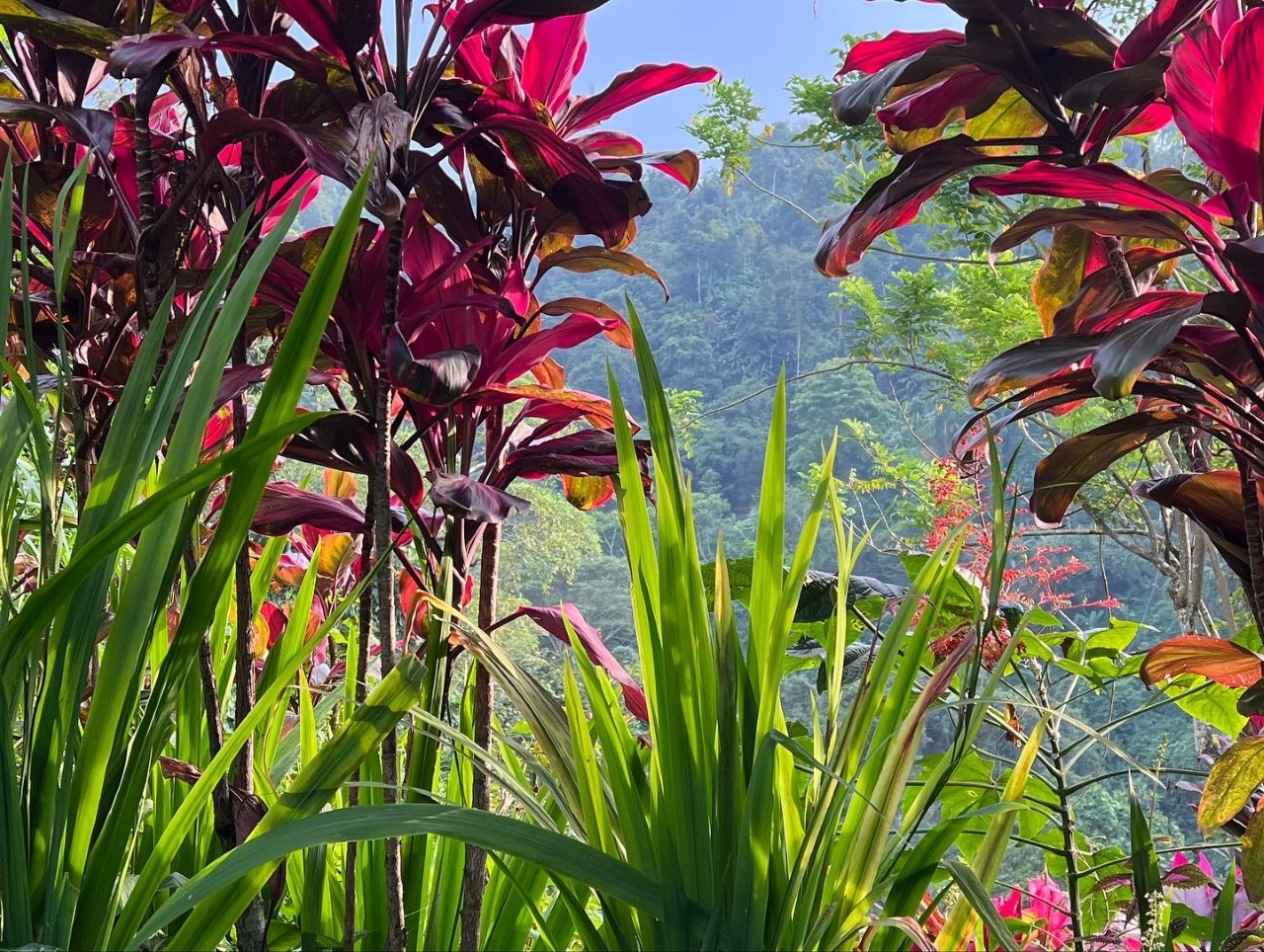 Guests are surrounded by vibrant flora and fauna at Hanging Gardens of Bali. Photo / Kiri Gillespie