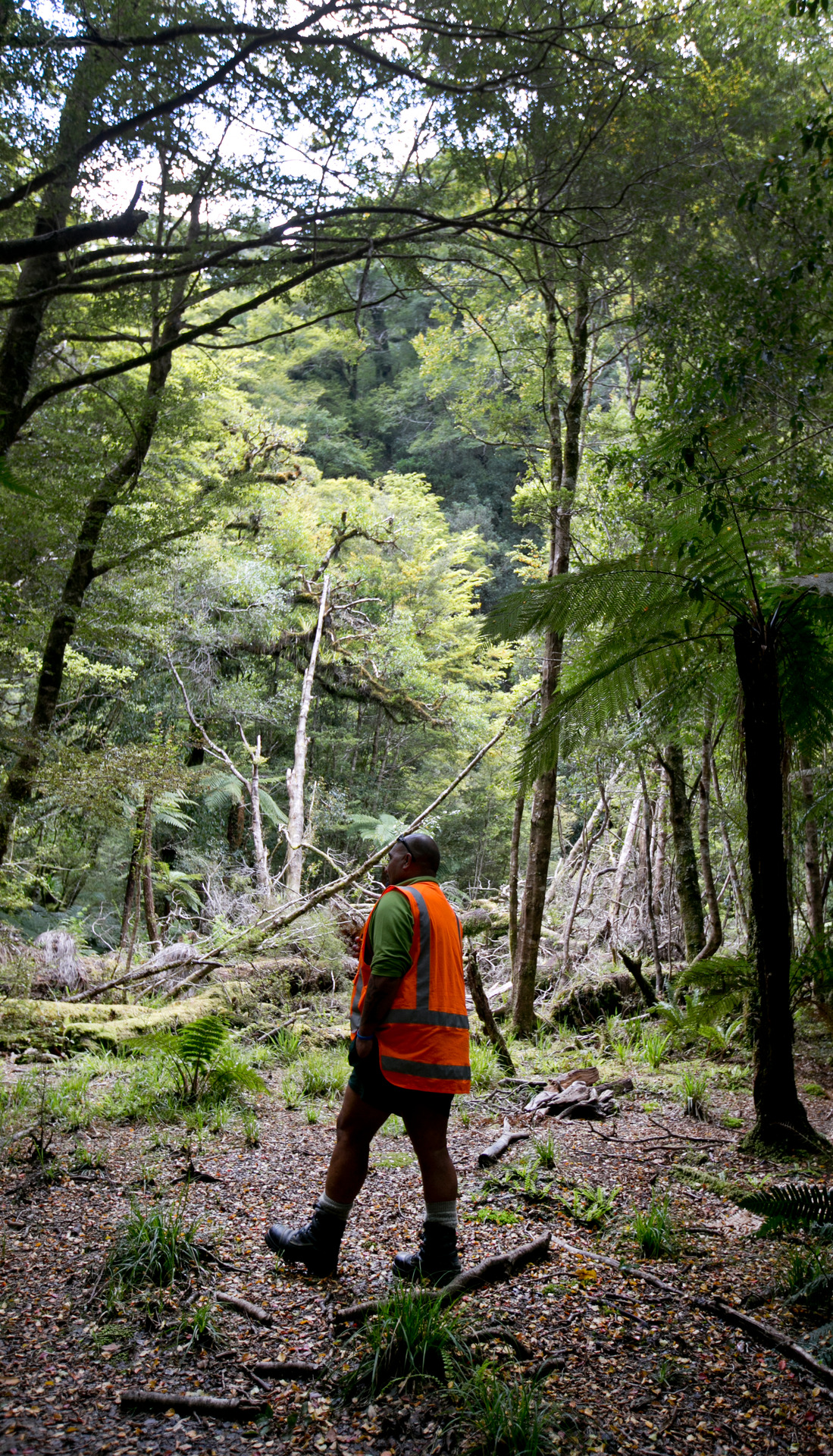 Department of Conservation ranger Joe Waikari standing where a huge hole in the canopy has developed. Photo / Alan Gibson
