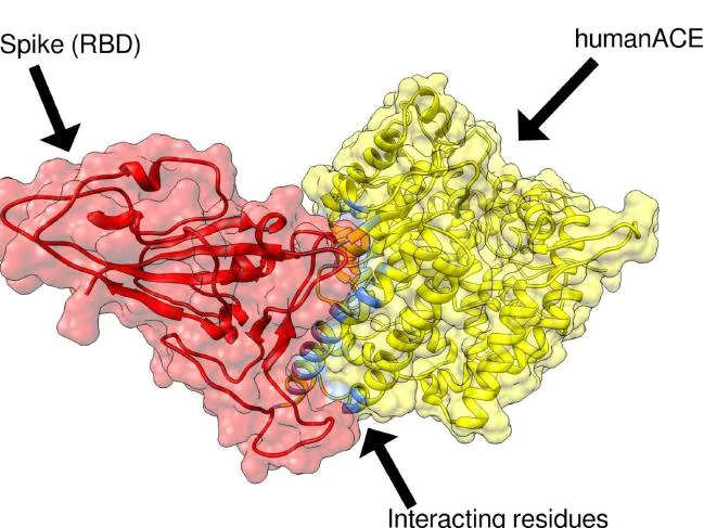How the vaccine works in the body. Photo / Supplied
