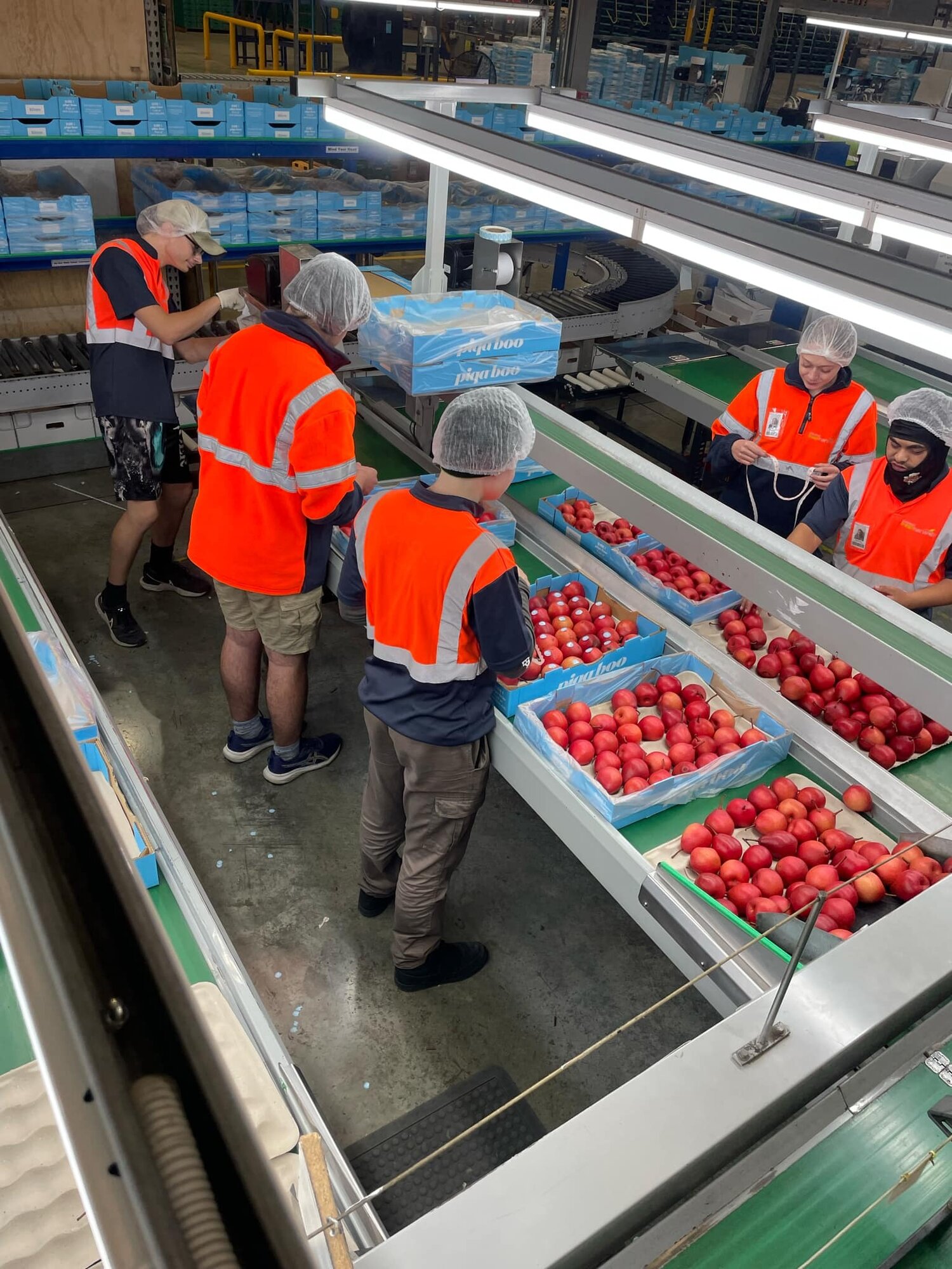 Participants of the Rangatahi Seed programme packing apples and pears at the Kiwi Crunch packhouse in Hastings.