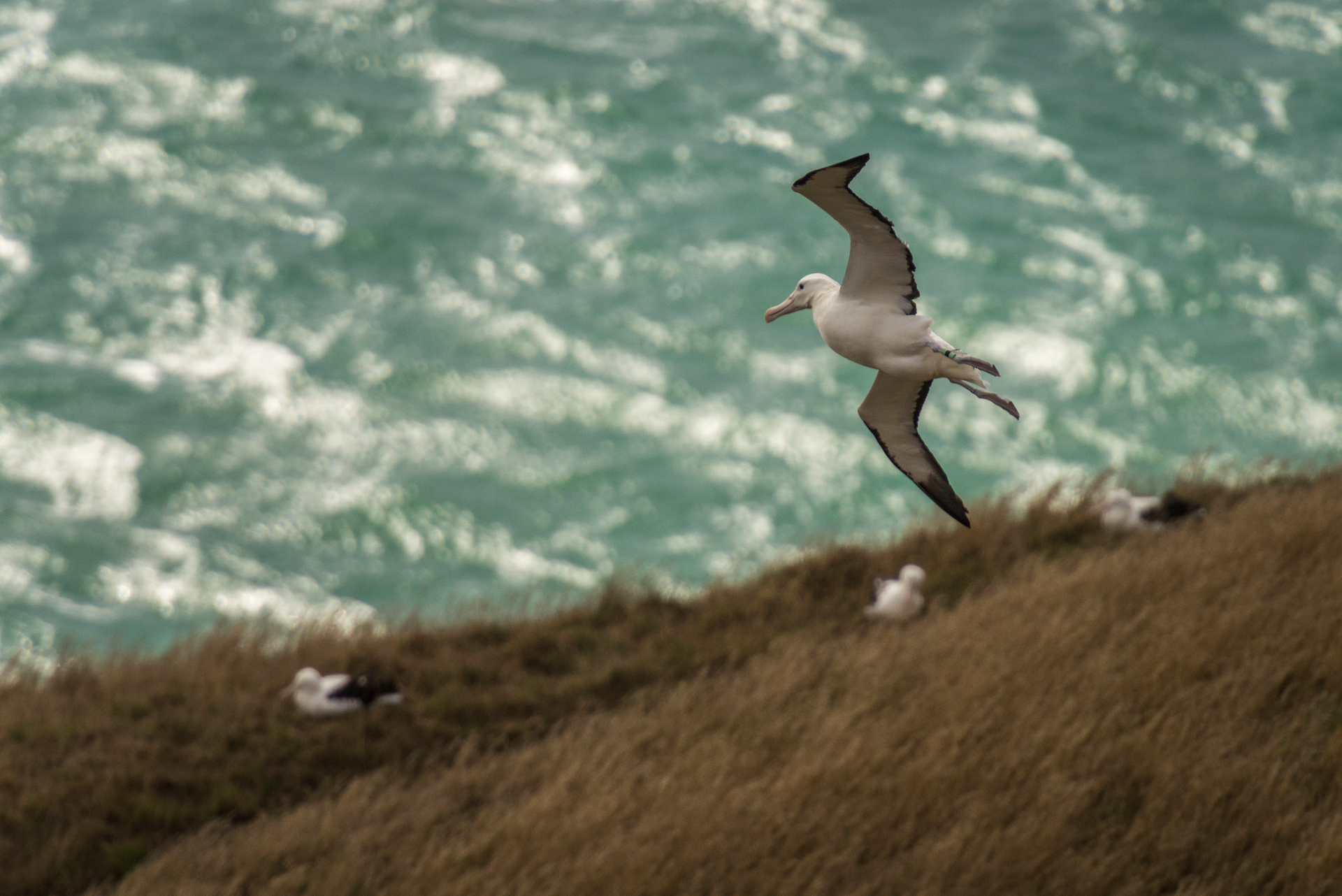 A majestic Royal Albatross flies over the Otago Peninsula. Photo / Enterprise Dunedin