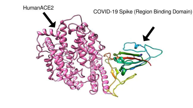 Professor Nikolai Petrovsky's graphic of how a covid vaccine could work. Photo / Supplied