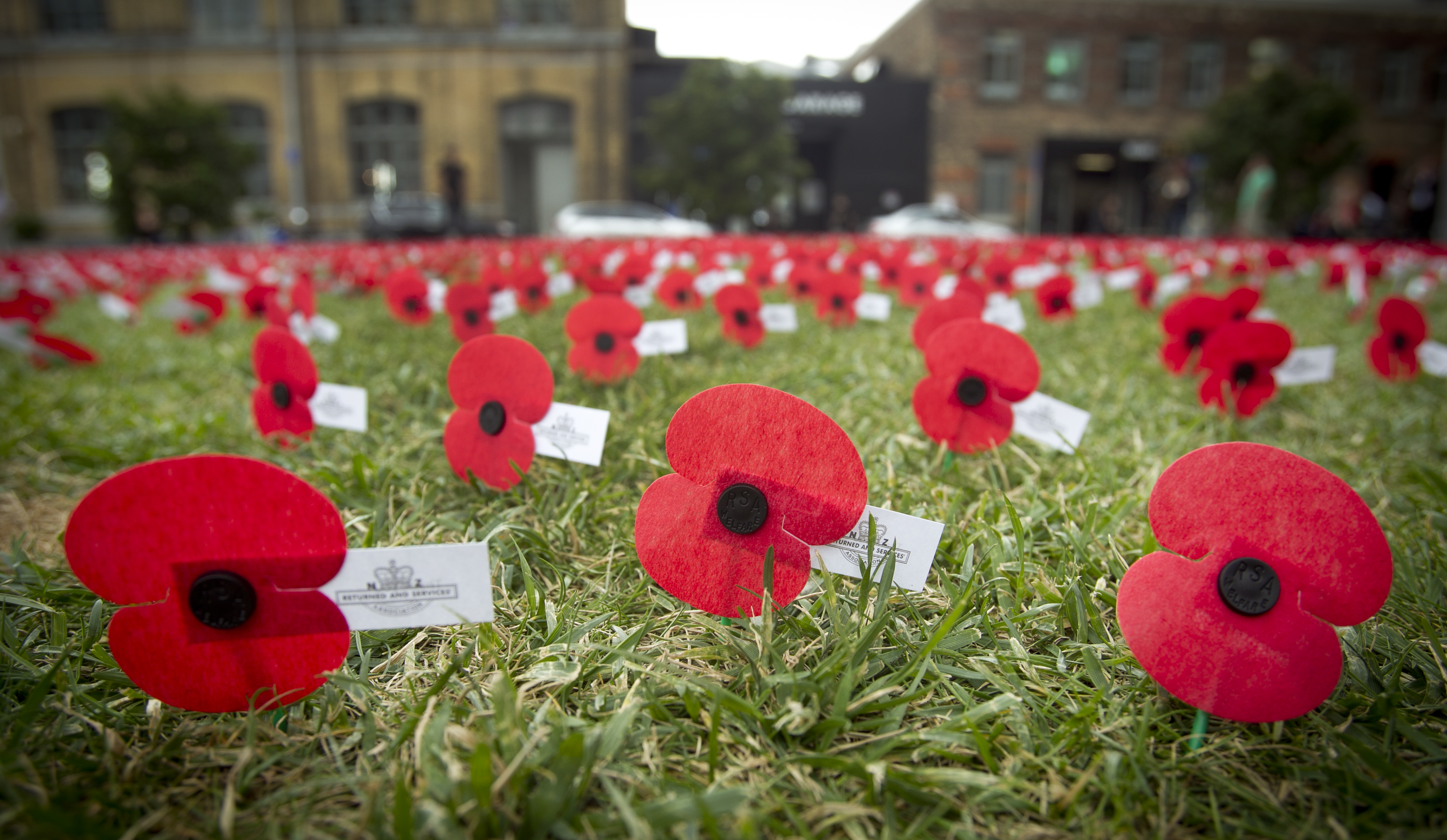 Six interesting facts about the poppy