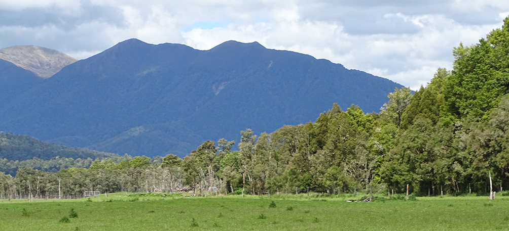Significant Natural Areas – like this one near the West Coast's Waipuna Station – are parcels of land, like remnants of native forest, that are deemed important for preserving indigenous biodiversity. Photo / Lois Williams