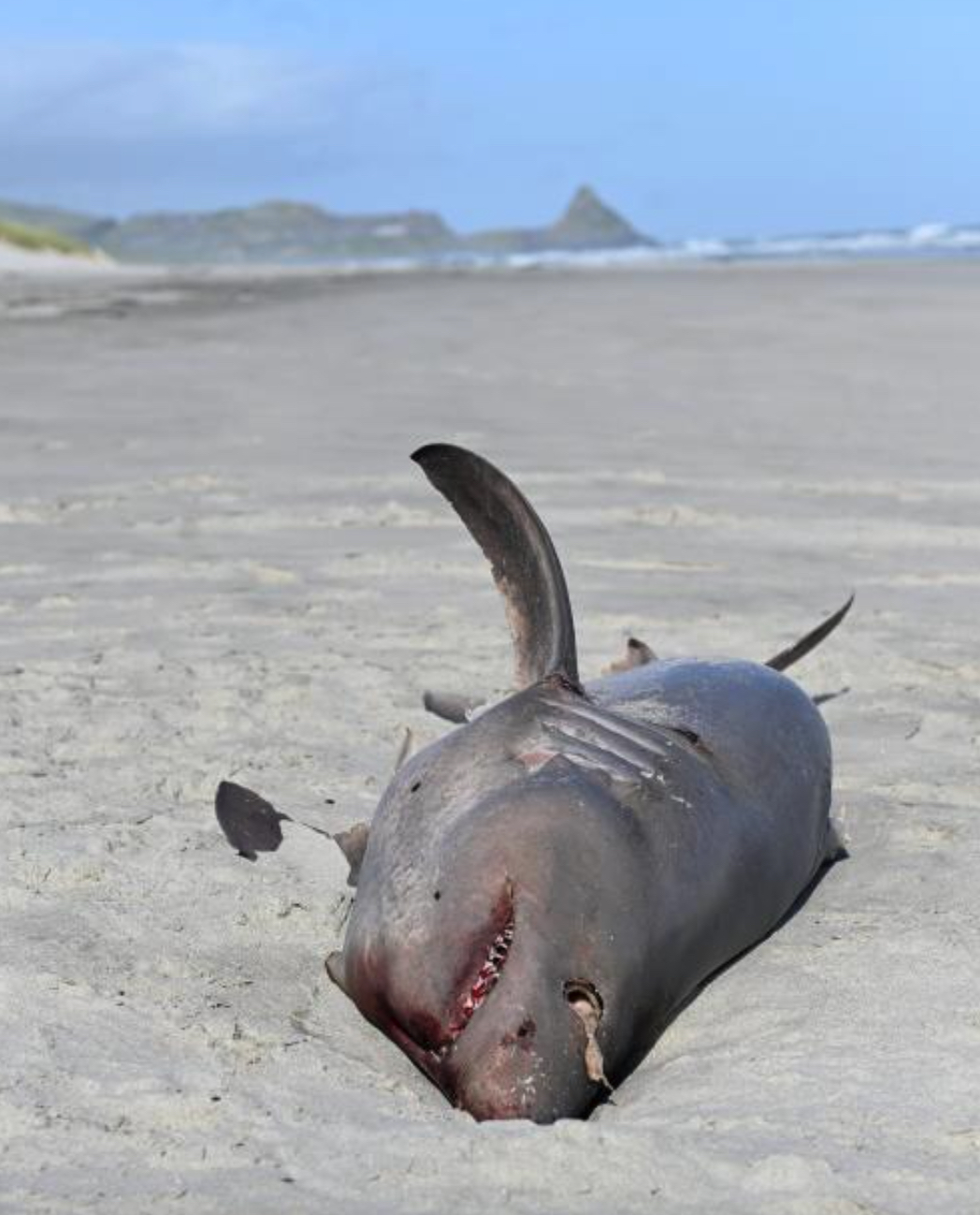 Giant white shark washes up in Westport