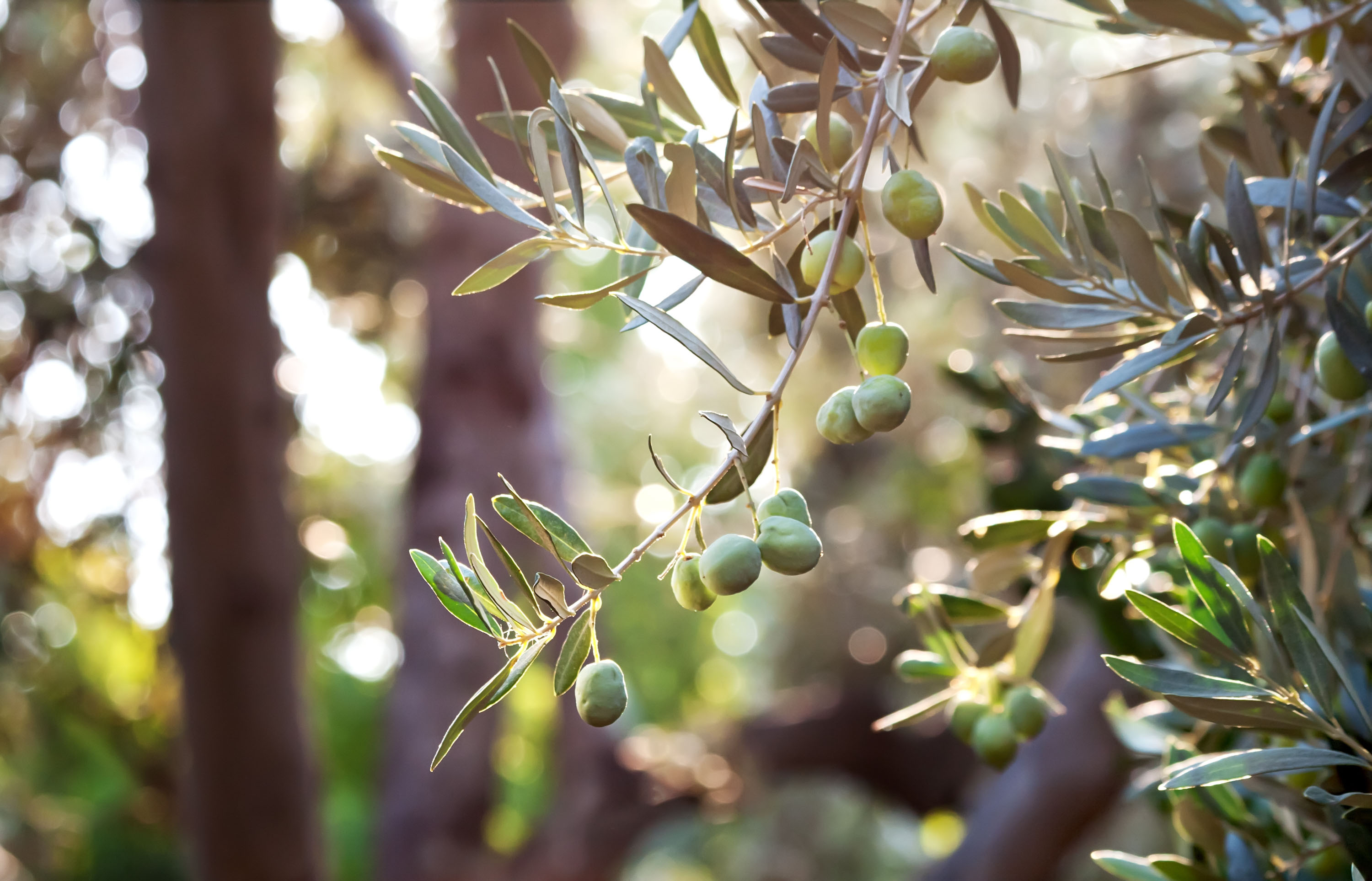 Andalucia in Spain is home to some of the best olive groves. Photo / Getty Images