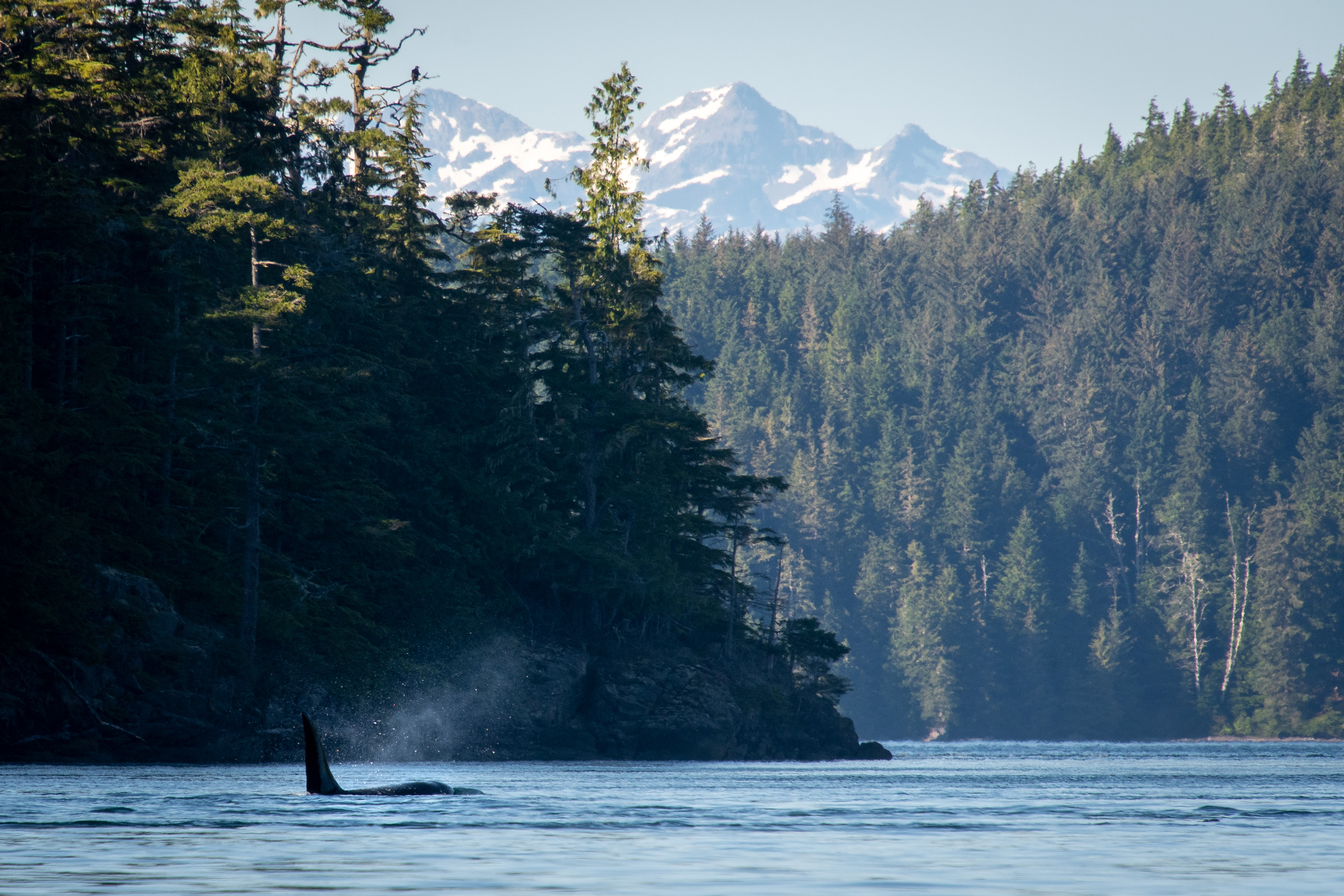 Spirit of The West guided sea tours in British Columbia. Photo / Spirit of the West Adventures