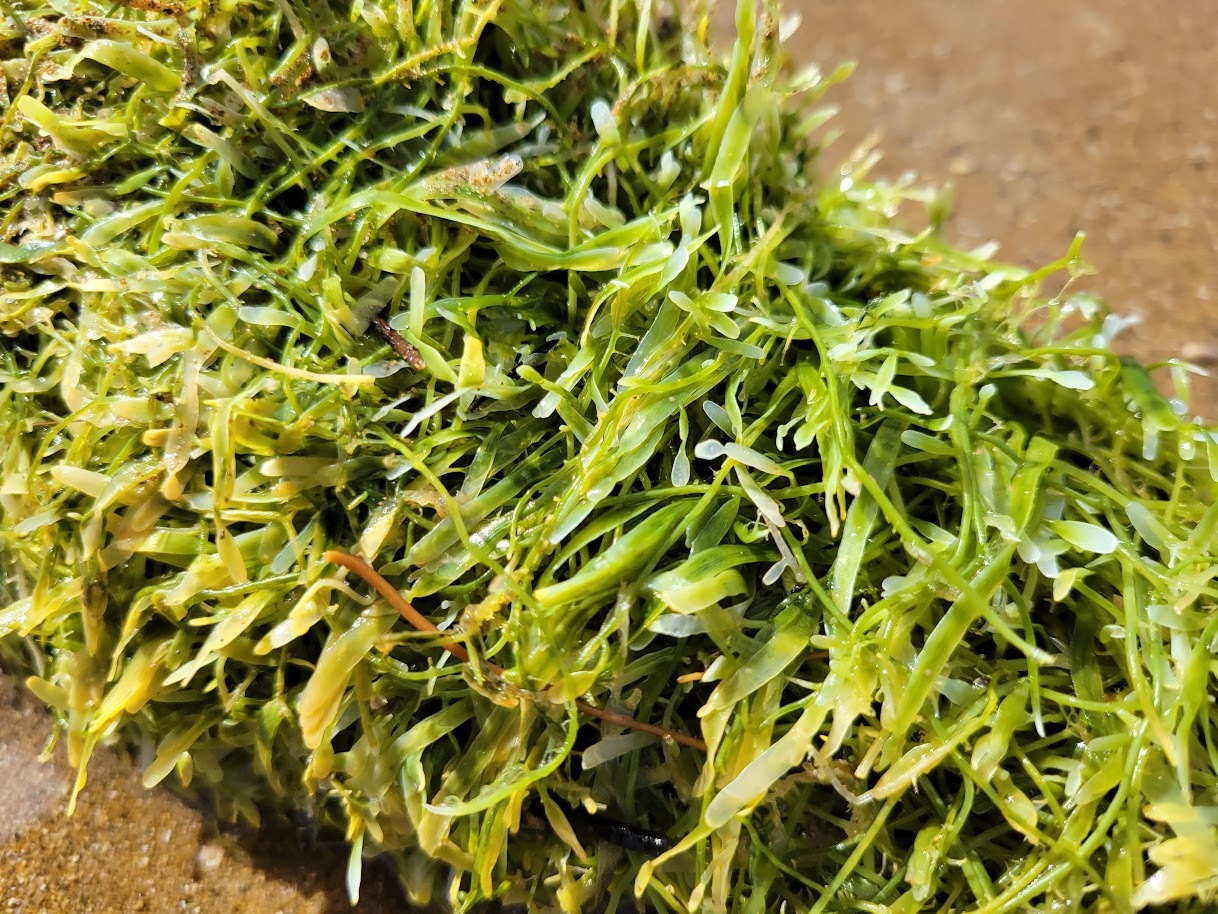 Aotea/Great Barrier Island's Tryphena Harbour is now shut to anchoring boats due to caulerpa infestation in the key anchorage. Photo / NZME