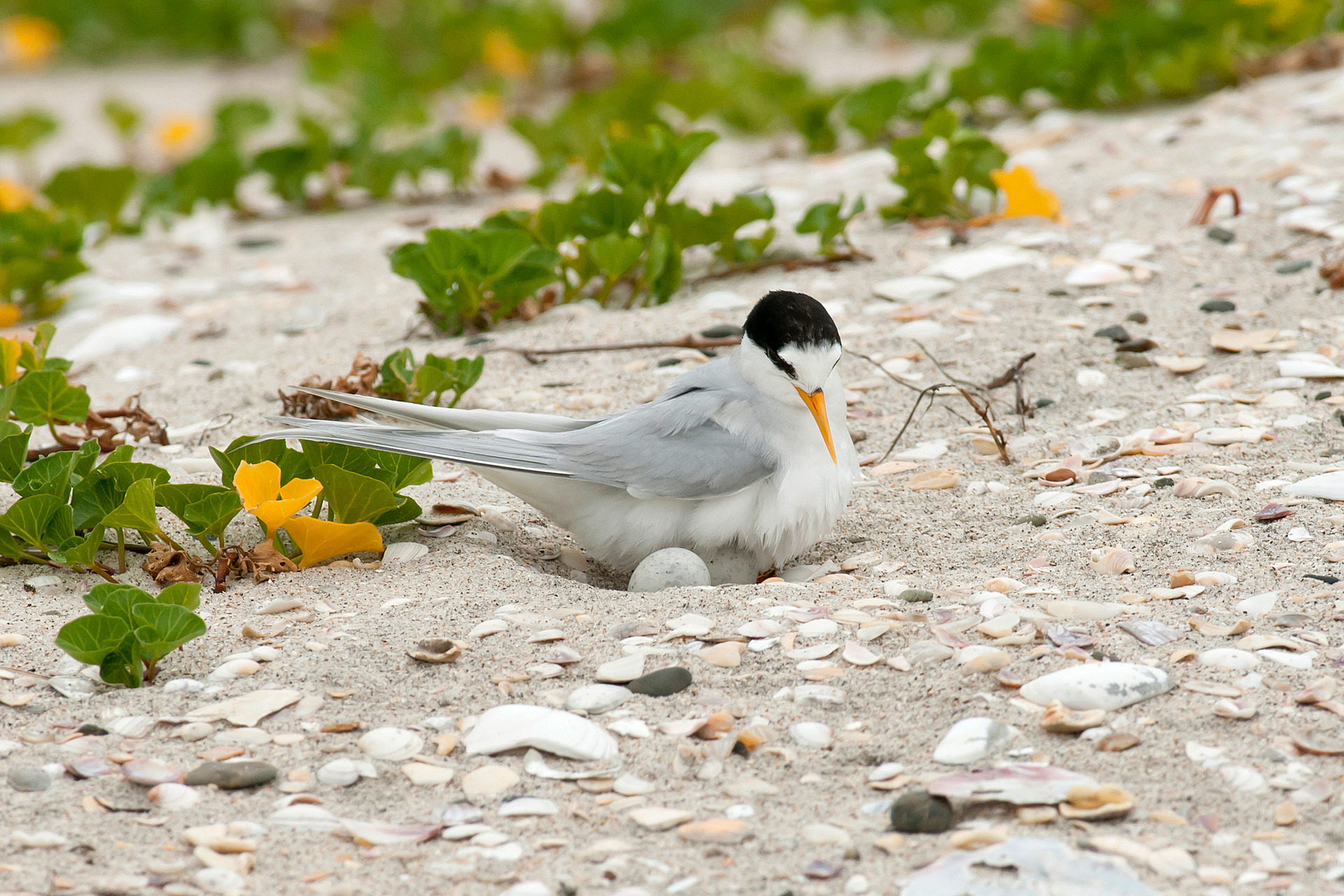 Nesting fairy tern at Waipu. Photo/Malcolm Pullman