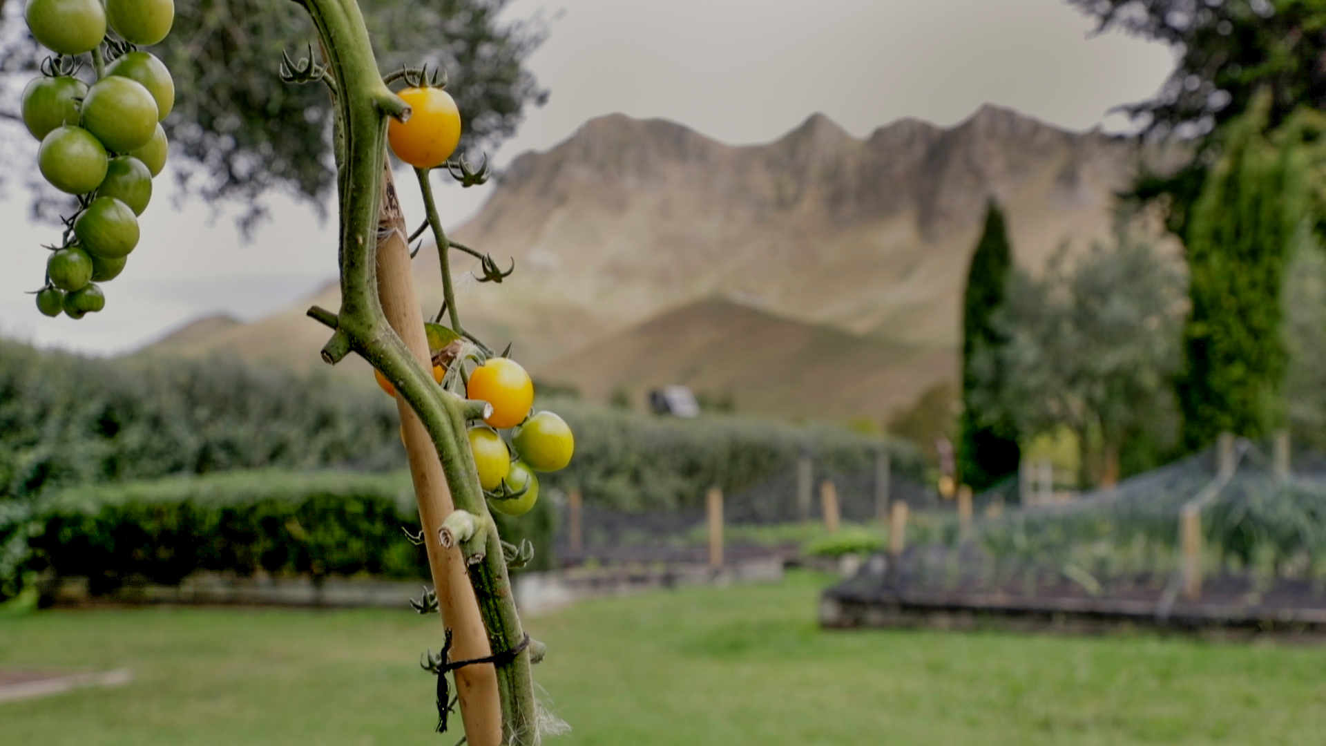 The gardens out at Craggy Range winery continue to surprise the kitchen staff, with tomatoes growing for the first time and two watermelon growing down the back. Photo / Warren Buckland