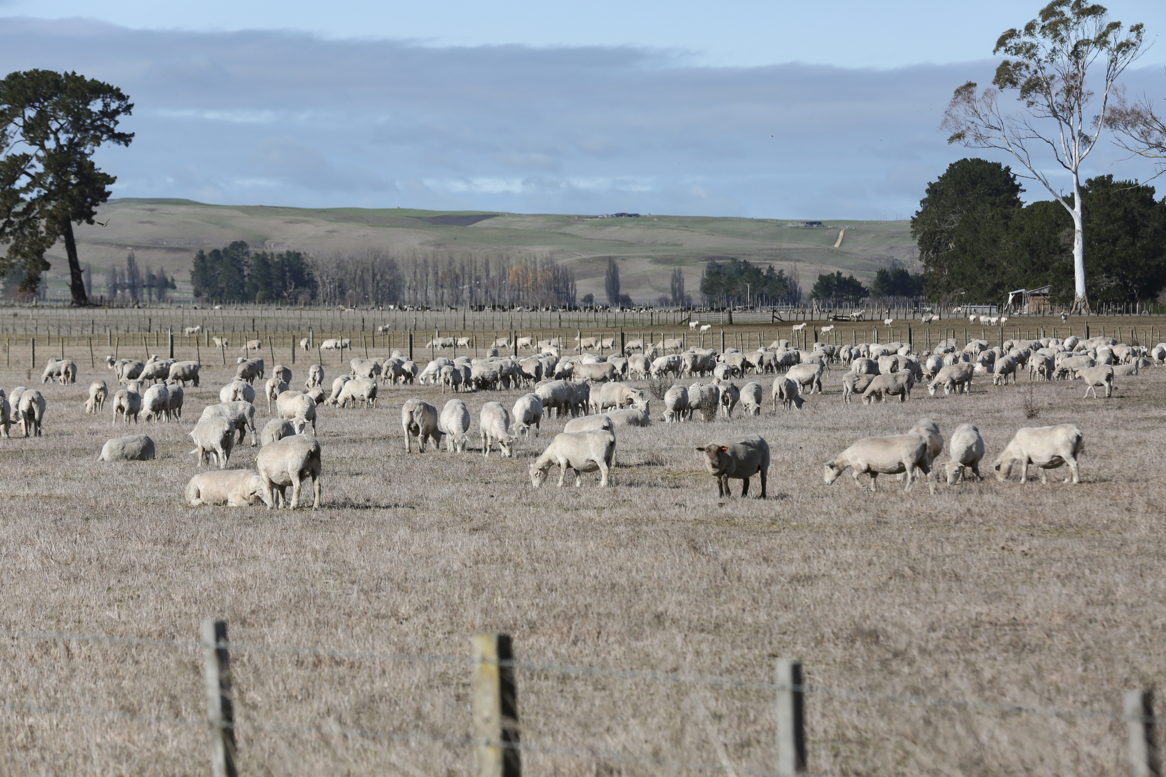 Niwa is predicting a dry summer for Hawke's Bay. Photo / Warren Buckland