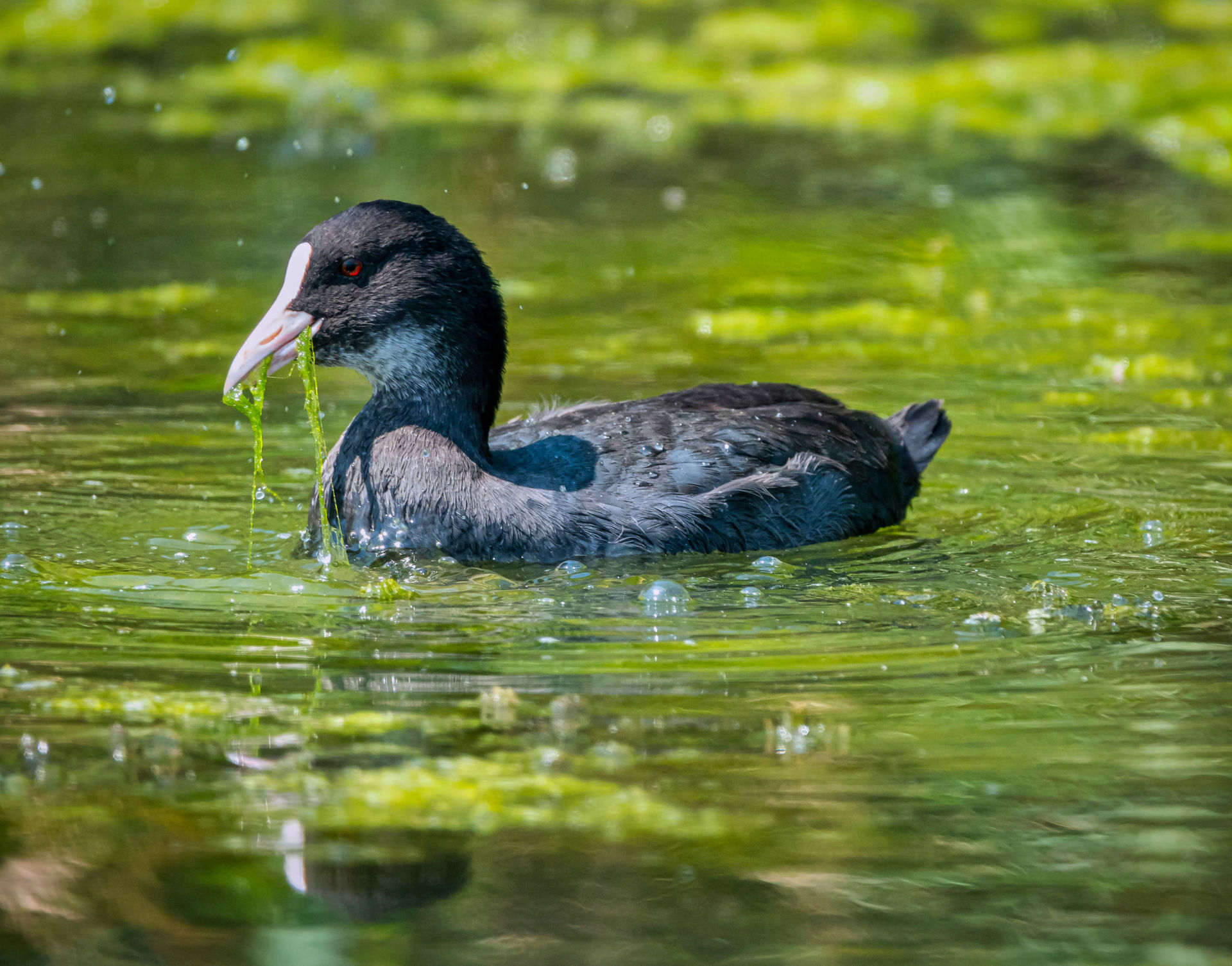 Australian coots can be found at Dunedin's Ross Creek Reservoir. Photo / 123RF