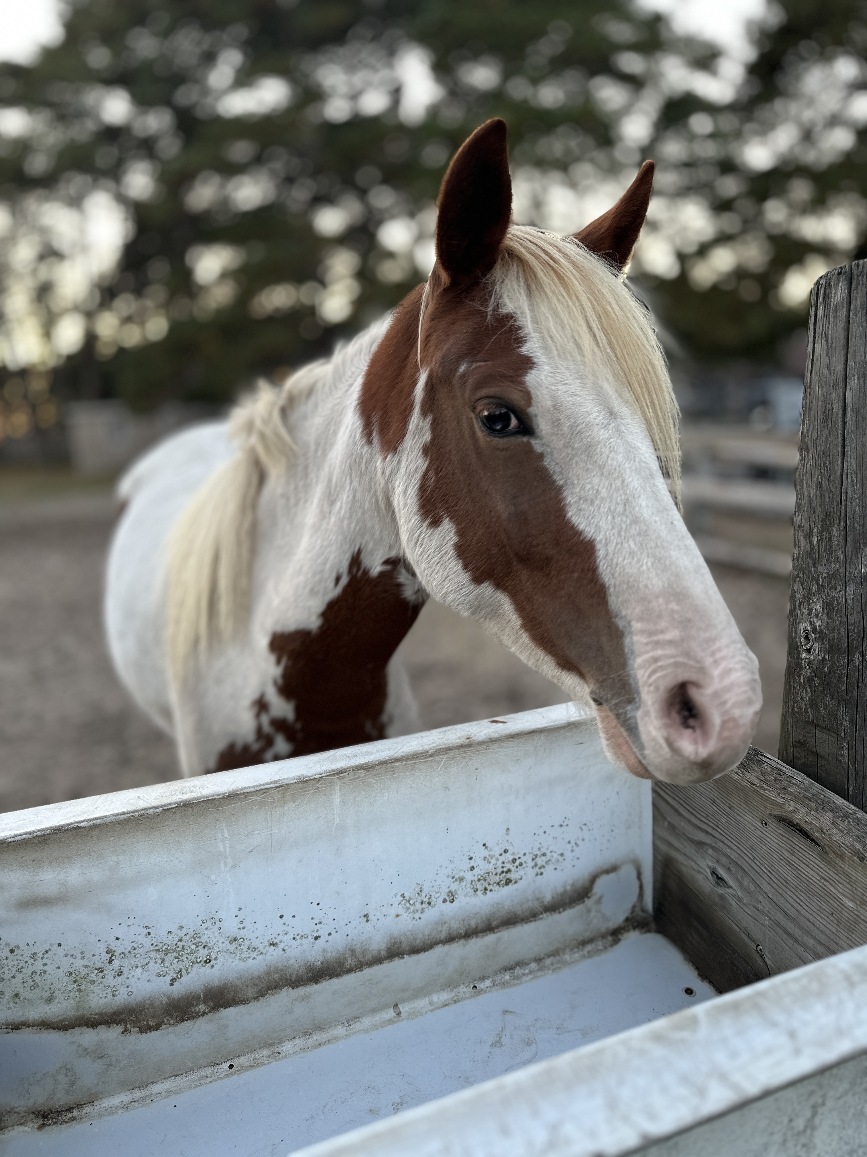 Chincoteague Island offers a serene escape with wild ponies at the Chincoteague National Wildlife Refuge. Photo / Julia D’Orazio