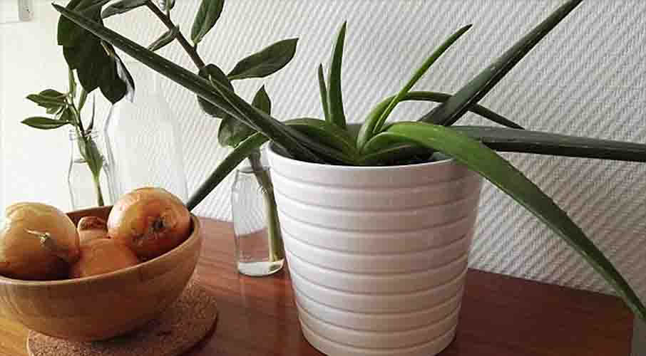 nivea hand cream soothing care aloe vera Nivea Hand Cream Soothing Care Aloe Vera, 75 ml Tube main image 0