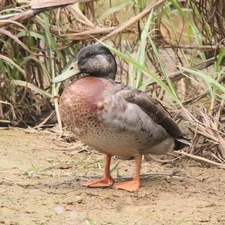 RIP: Trevor the duck.