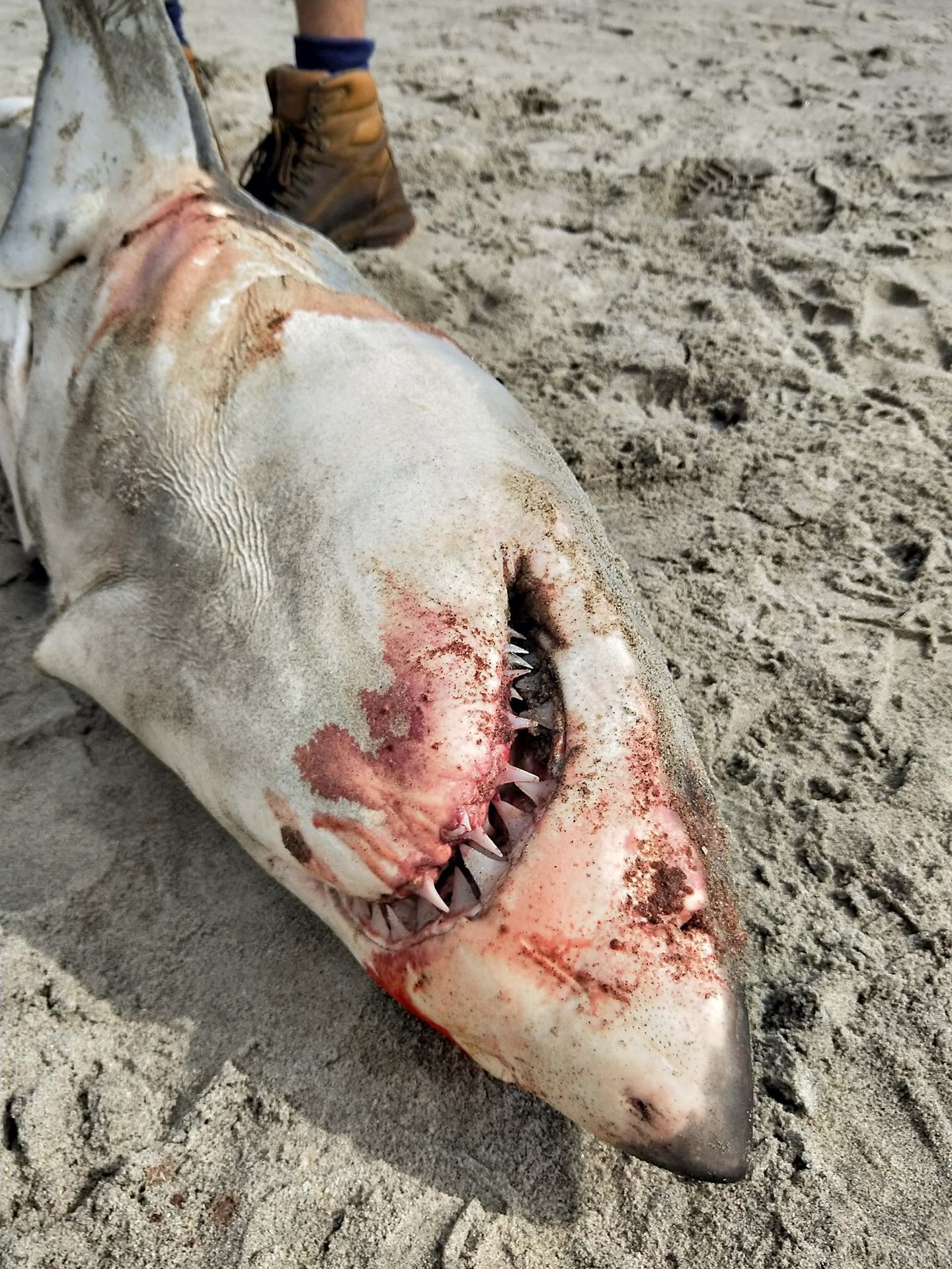 Baby great white shark a rare find on Ninety Mile Beach - NZ Herald