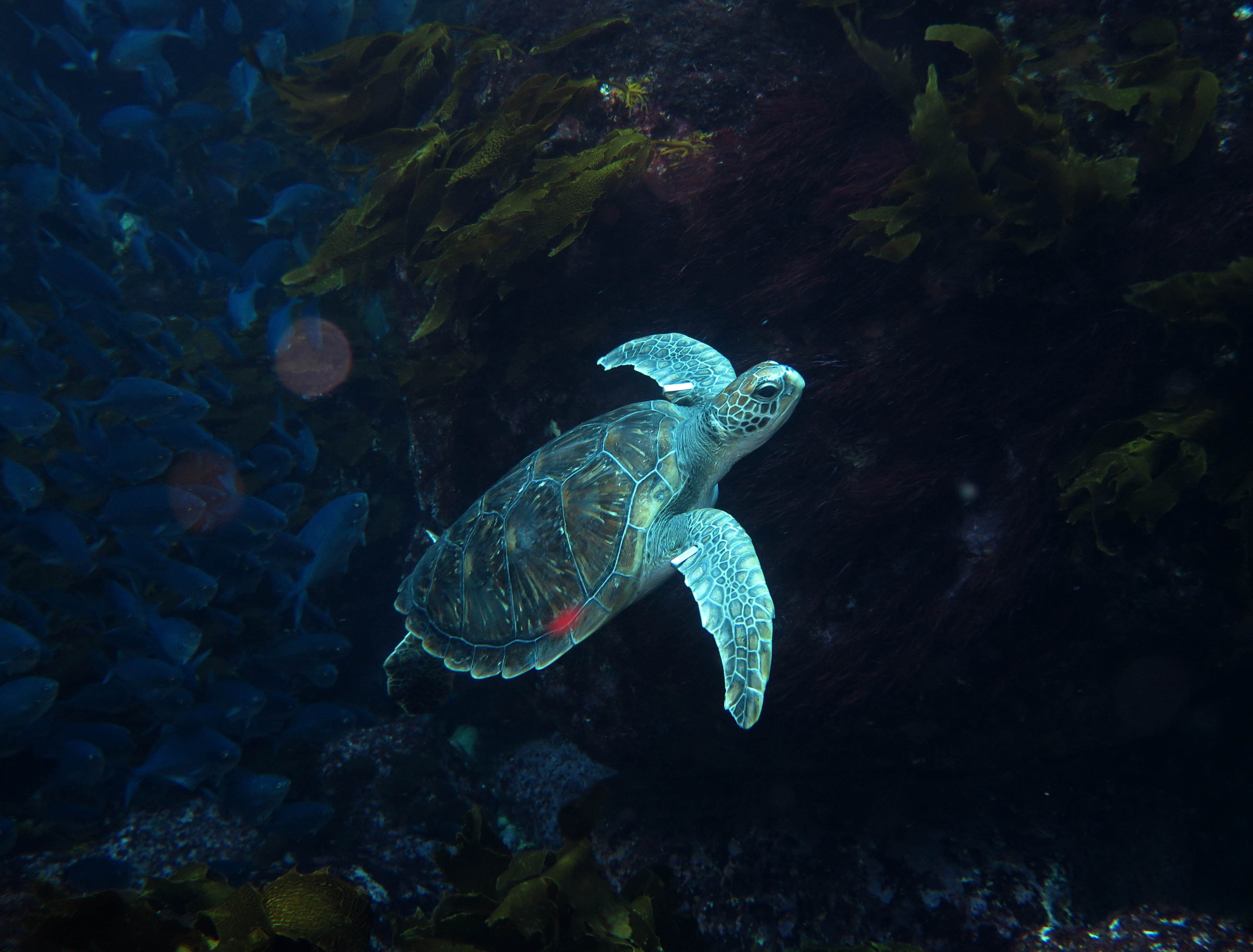 Poor Knights Islands: Turtle perfection - NZ Herald