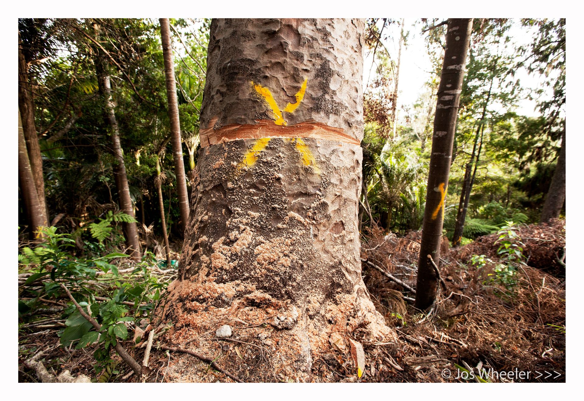 The kauri in 2015 after an attempted ringbarking. Photo / Jos Wheeler