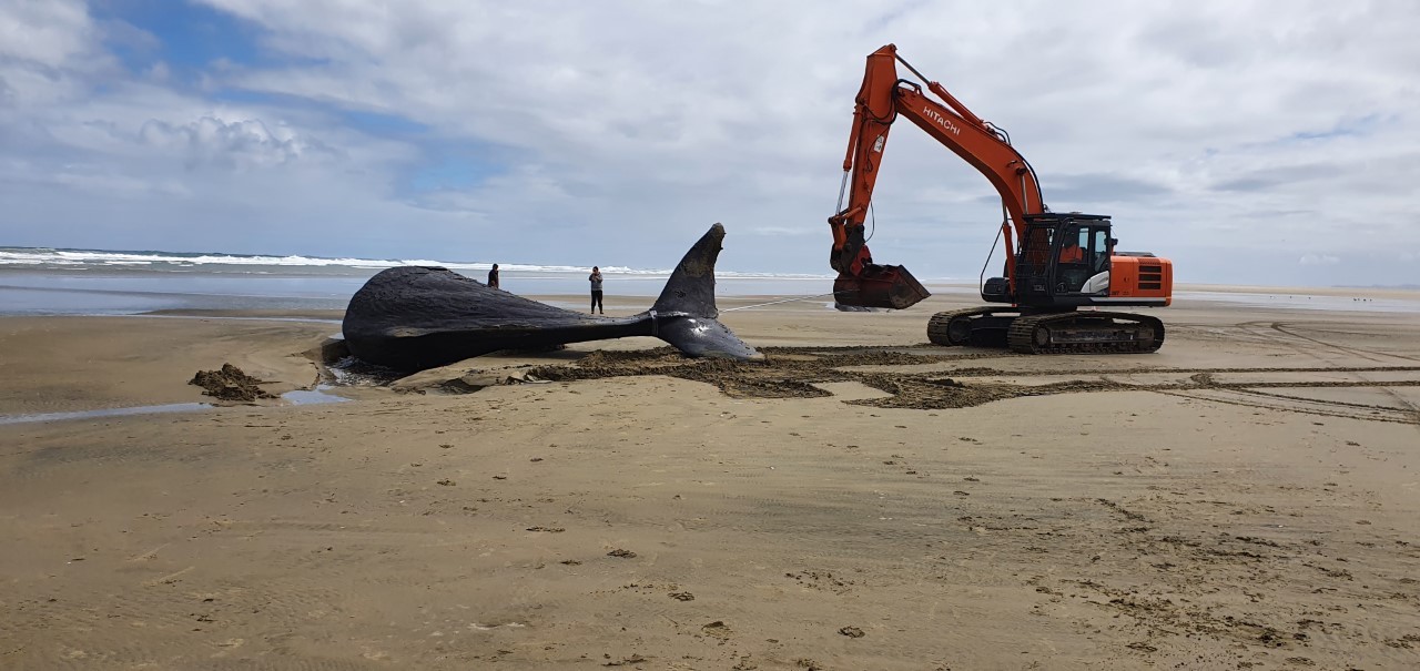 Sernapesca] Blue Whale Stranded in Chaitén is Confirmed Dead Due to Ship  Strike