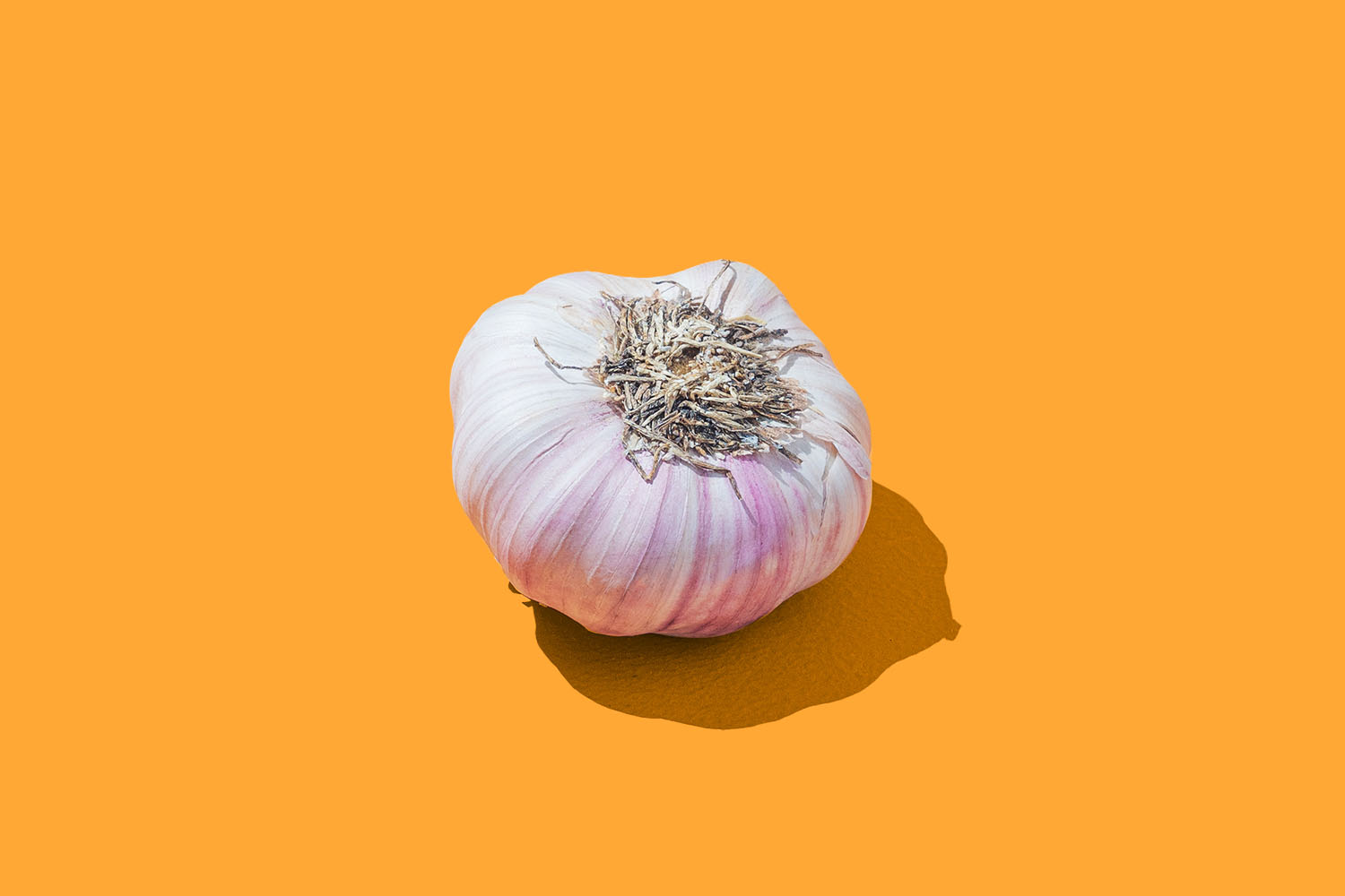 Avoid sprouting garlic with correct storage.