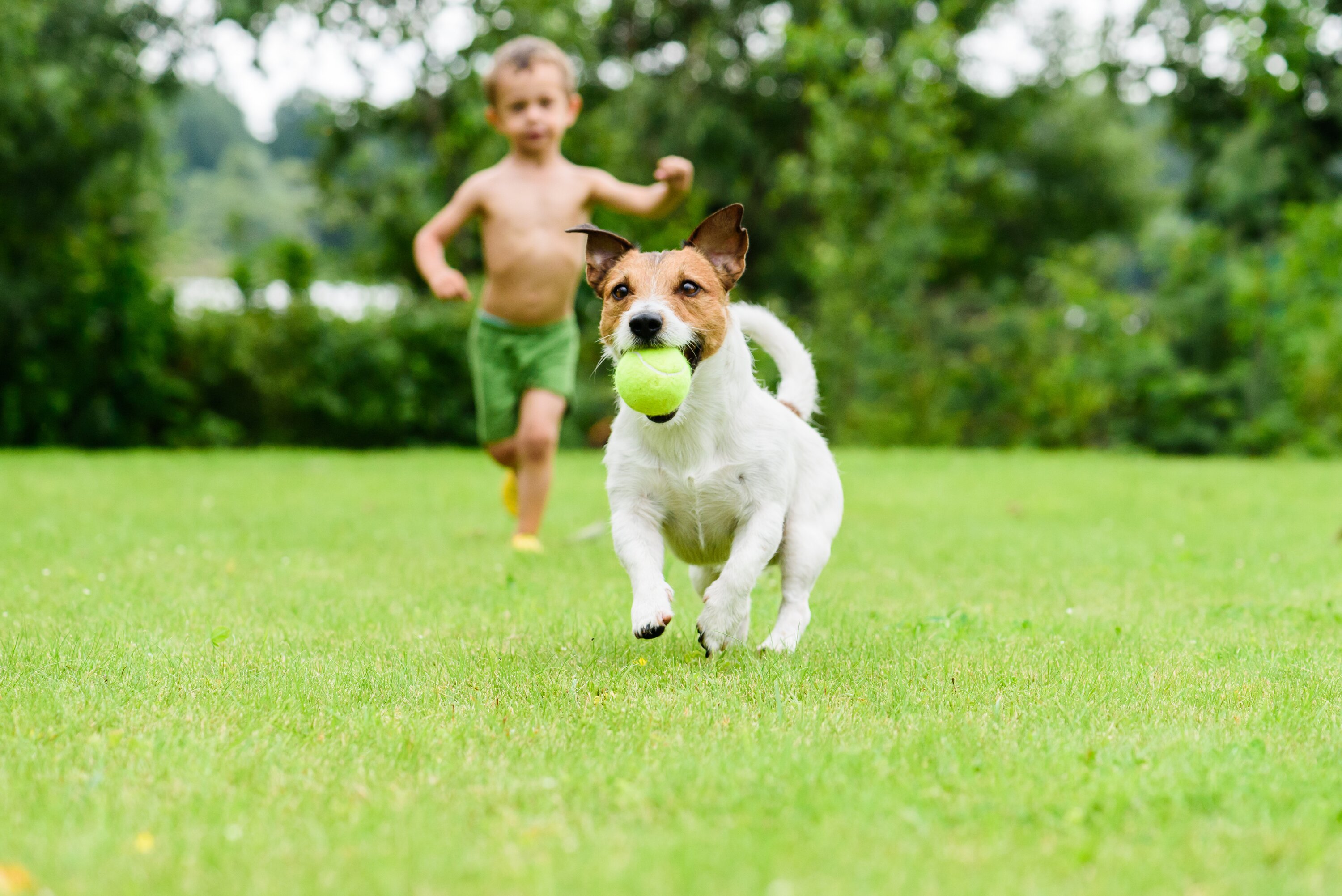 All dogs need to run free at least some of the time.