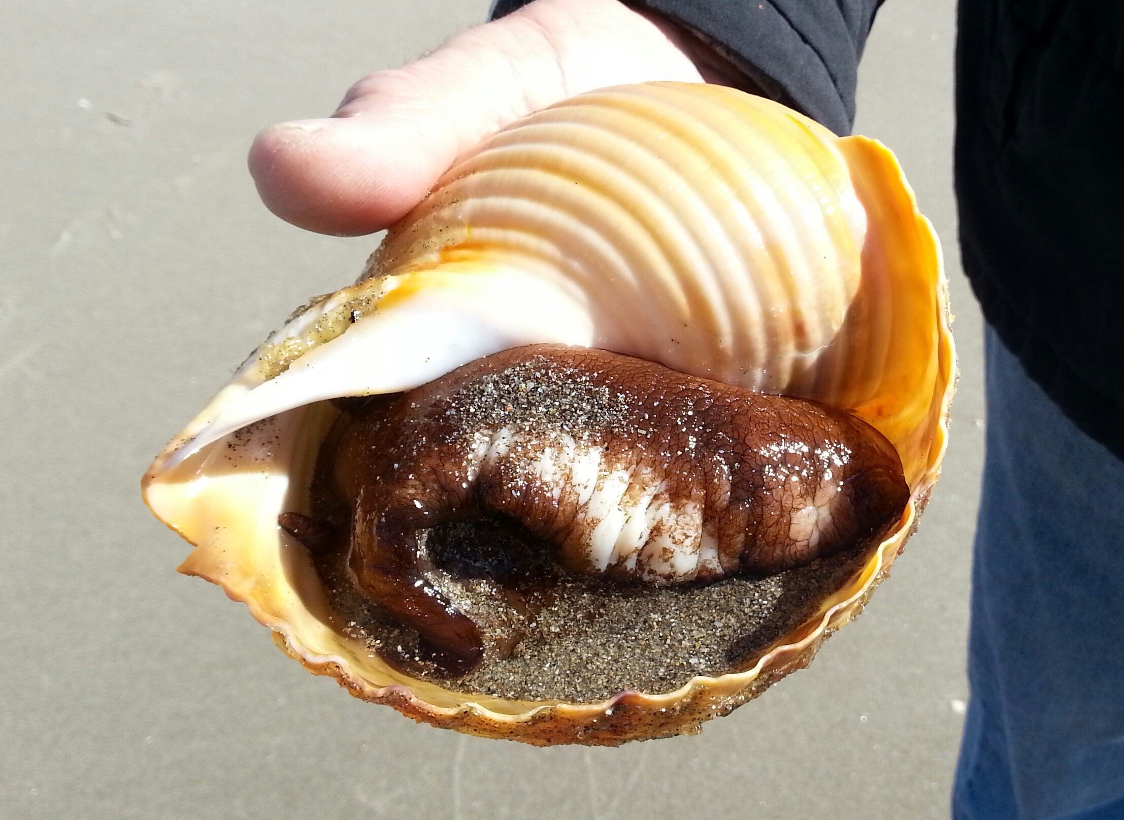 giant sea snails