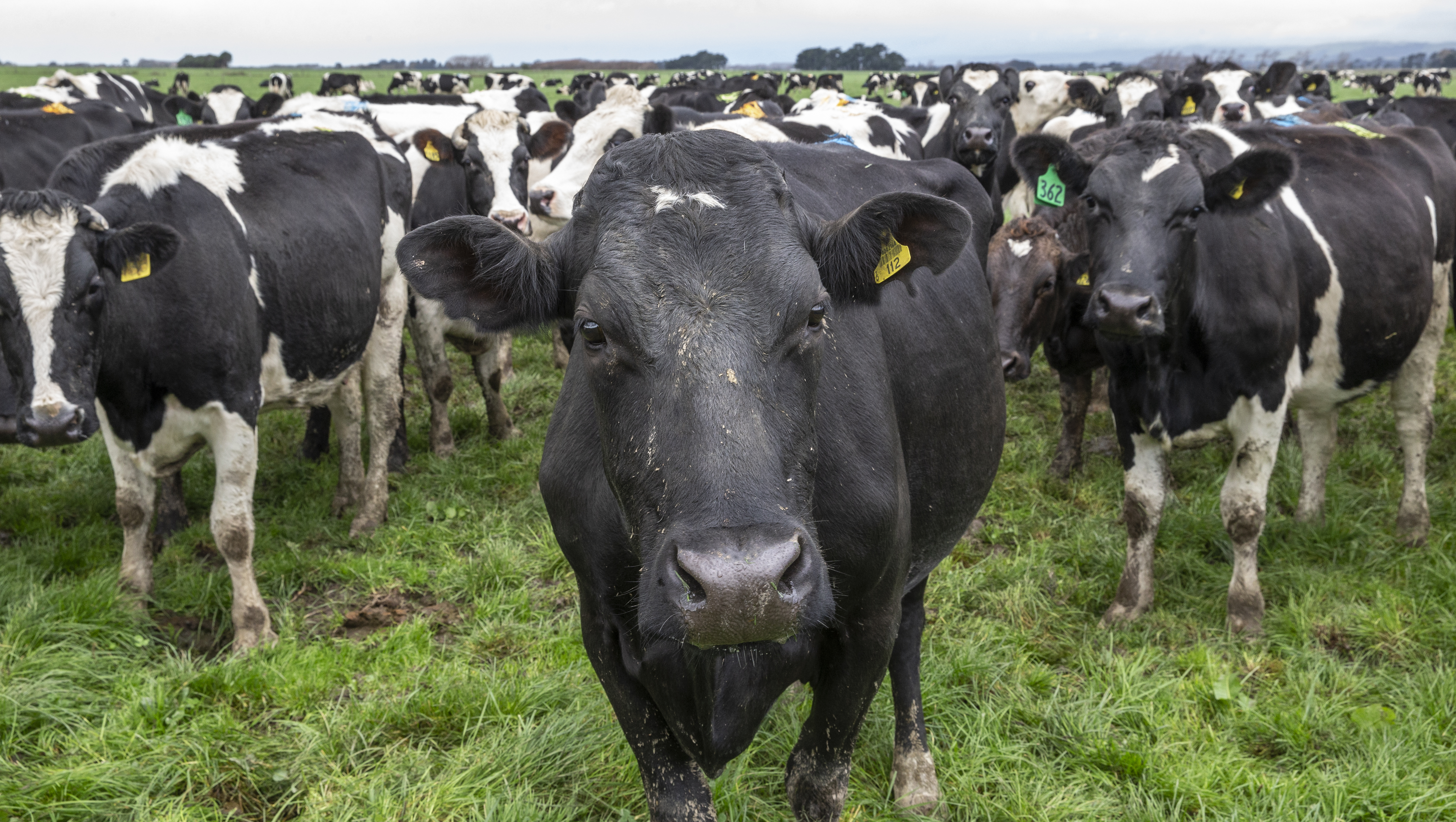 The Government is lowering its methane reduction target, which is being welcomed by some in the agircultural sector. Photo / Mark Mitchell