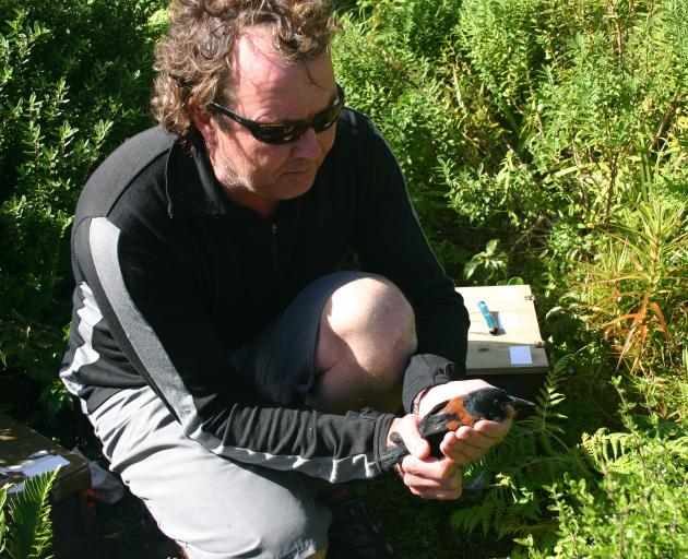 Department of Conservation biodiversity principal ranger Lindsay Wilson, of Te Anau, releases saddlebacks on Five Fingers Peninsula, in Fiordland. Photo / Laura Harry