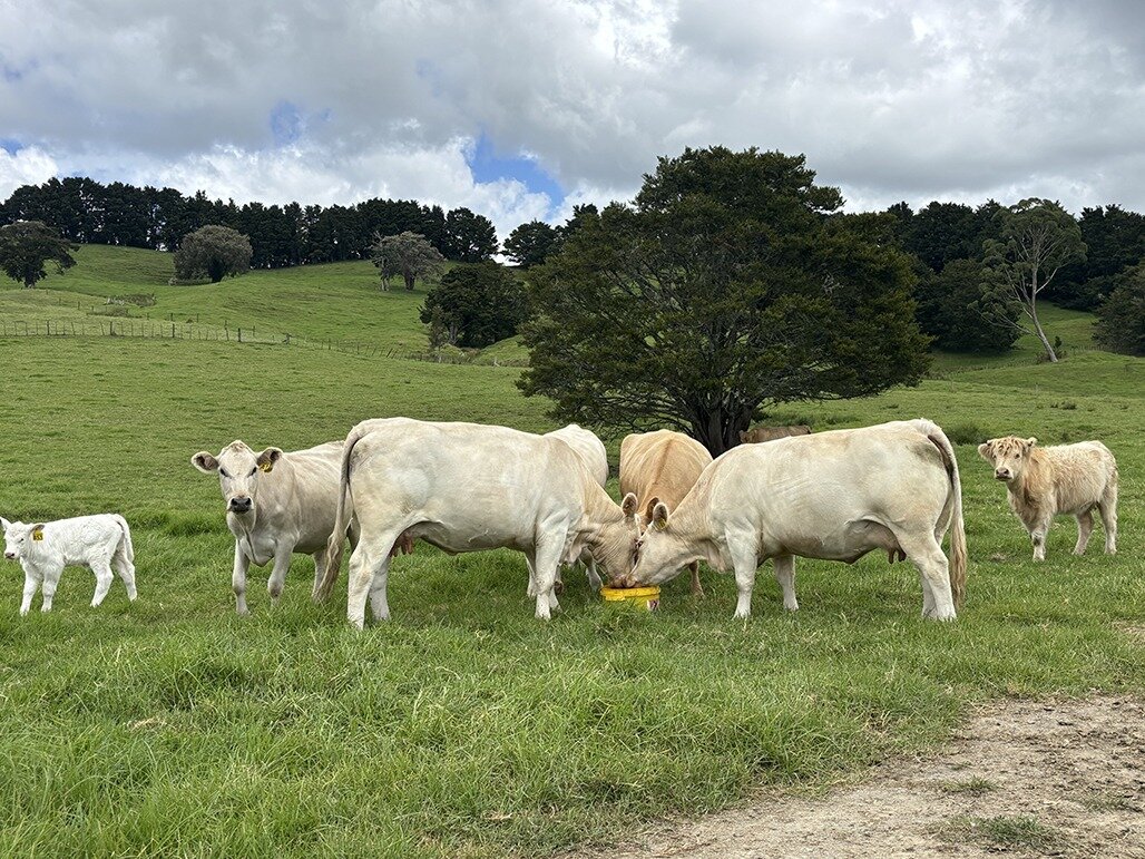 Charolais with calves at foot. The cows in front are from Whananaki Coastal Charolais.