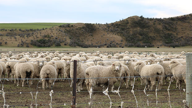 Farmers hardest hit are those with a heavier reliance on sheep revenue. Photo / Rowena Duncum