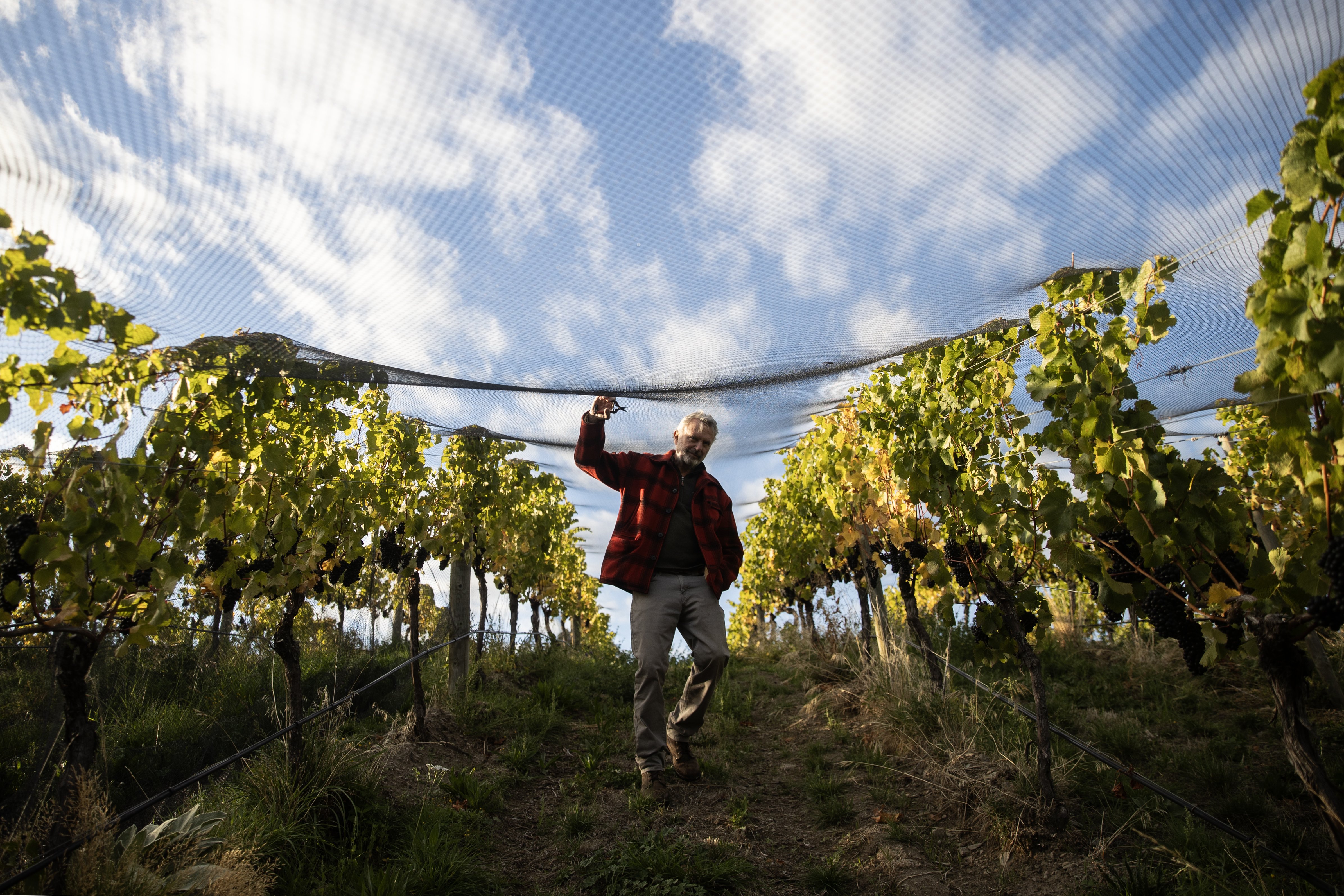 Sam Neill never feels more at home than when he is at the vineyard. Photo / George Heard