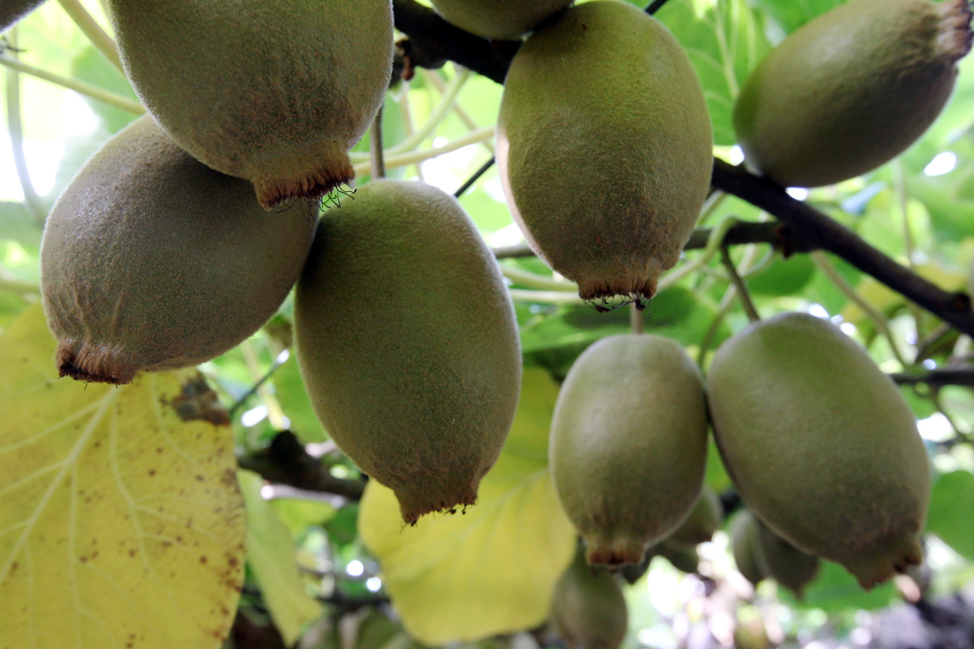 Organic Kiwifruit from New Zealand on the Rise