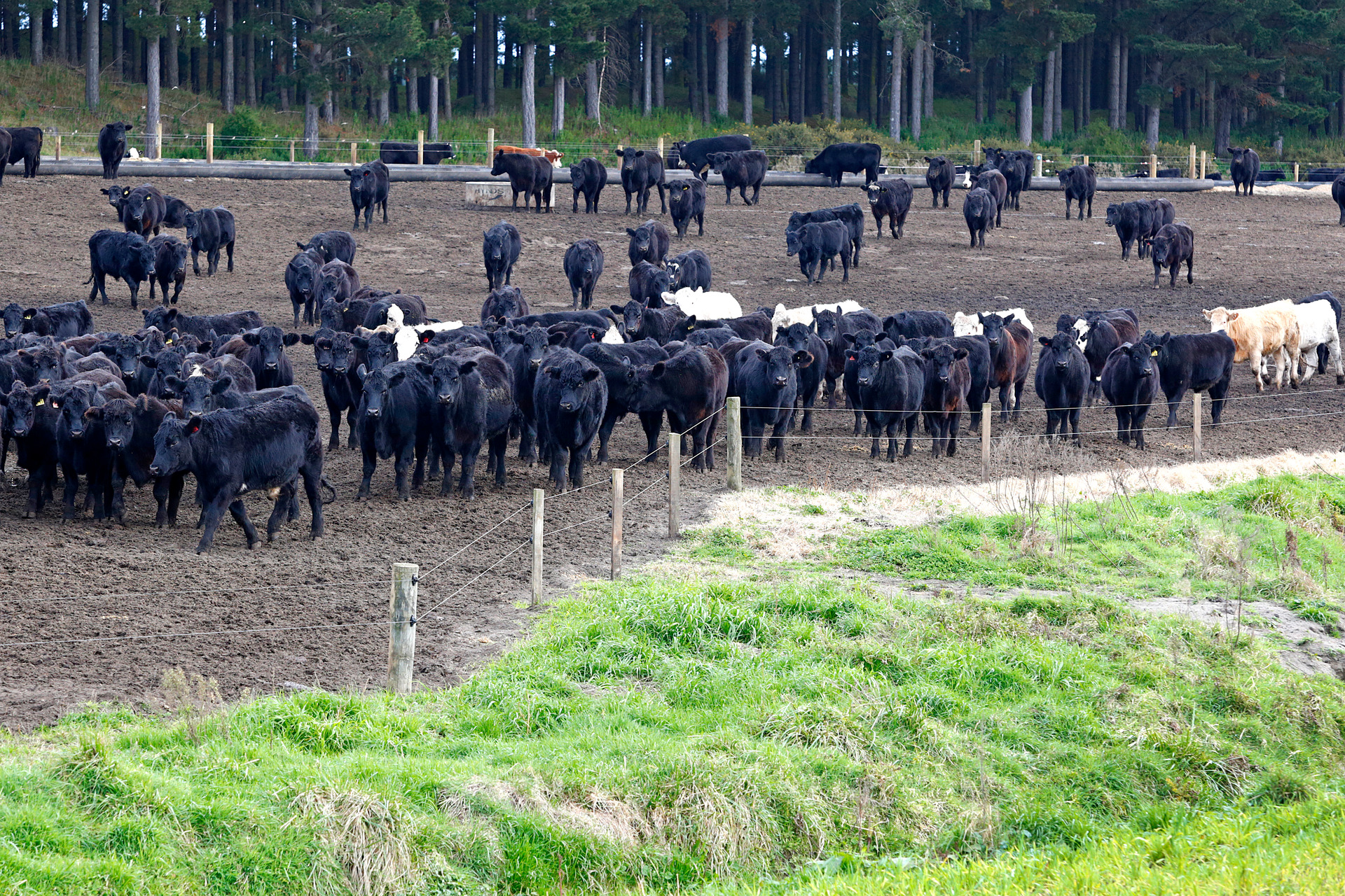 Keeping beef cattle this way could be contrary to new freshwater regulation. Photo / file