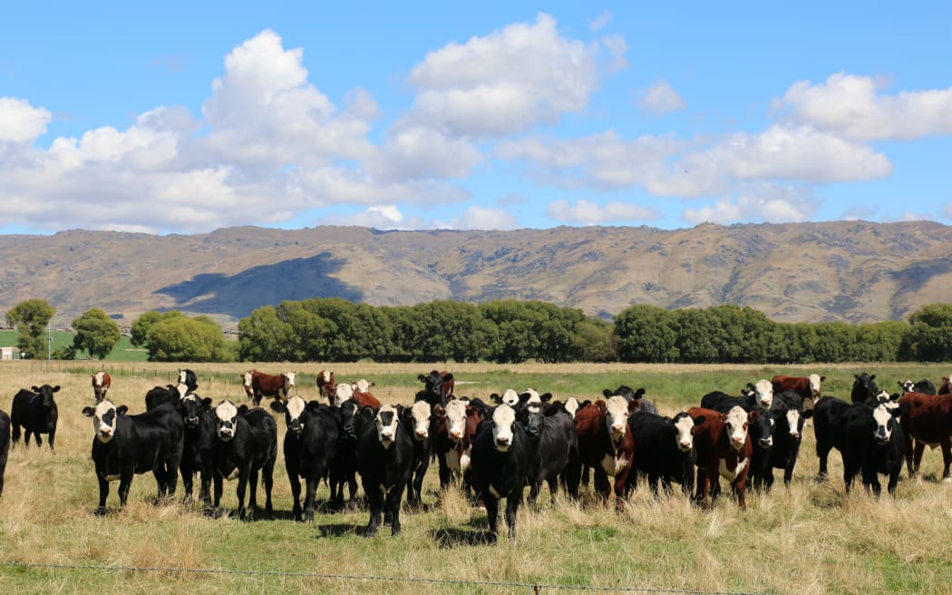 Methane-laced livestock burps make up an unusually large proportion of the country's climate footprint. Photo / Cosmo Kentish-Barnes / RNZ