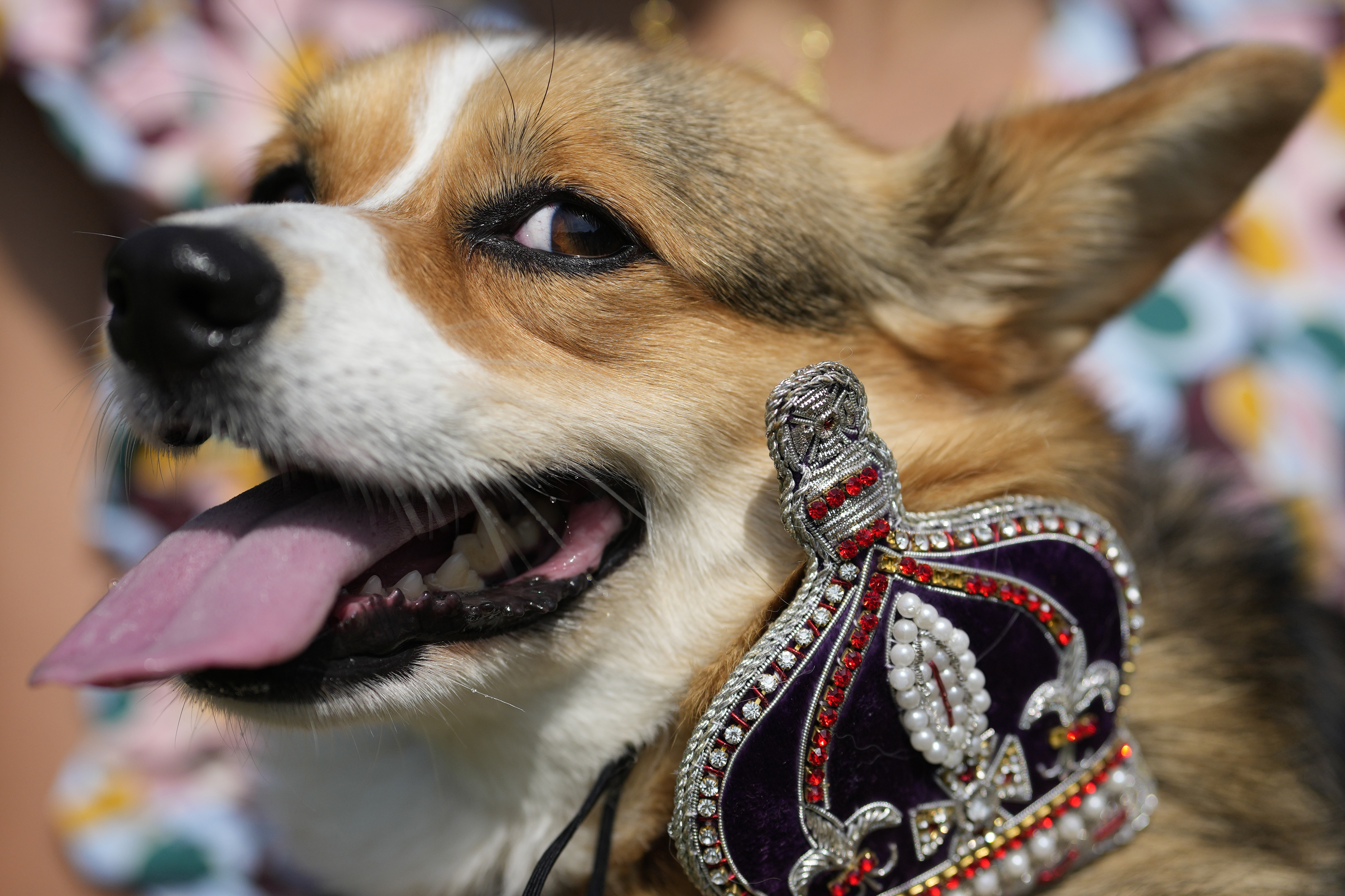 Maggi, a Pembrokeshire corgi with her owner, takes part in a parade of corgi dogs in memory of the late Queen Elizabeth II, near Buckingham Palace in London. Photo / AP