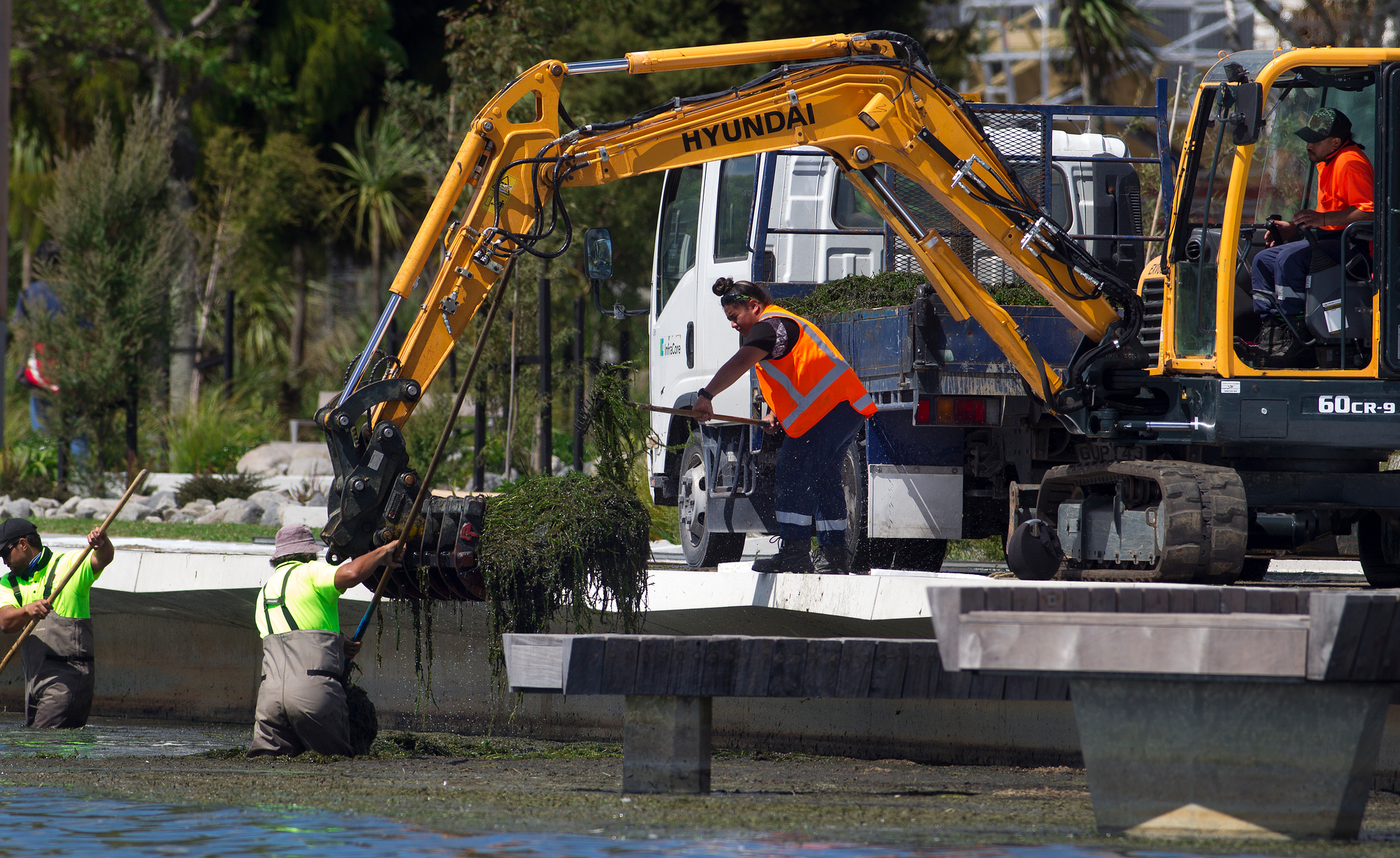 Efforts to remove rotting lake weed from Rotorua's lakefront have been renewed. Photo / Ben Fraser  